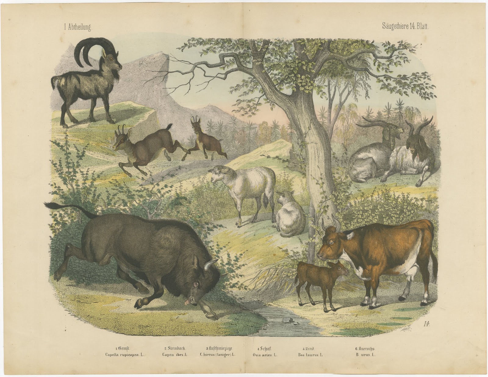 Antique Ibex and Chamois Print with Aurochs, Sheep and Cattle, circa 1890