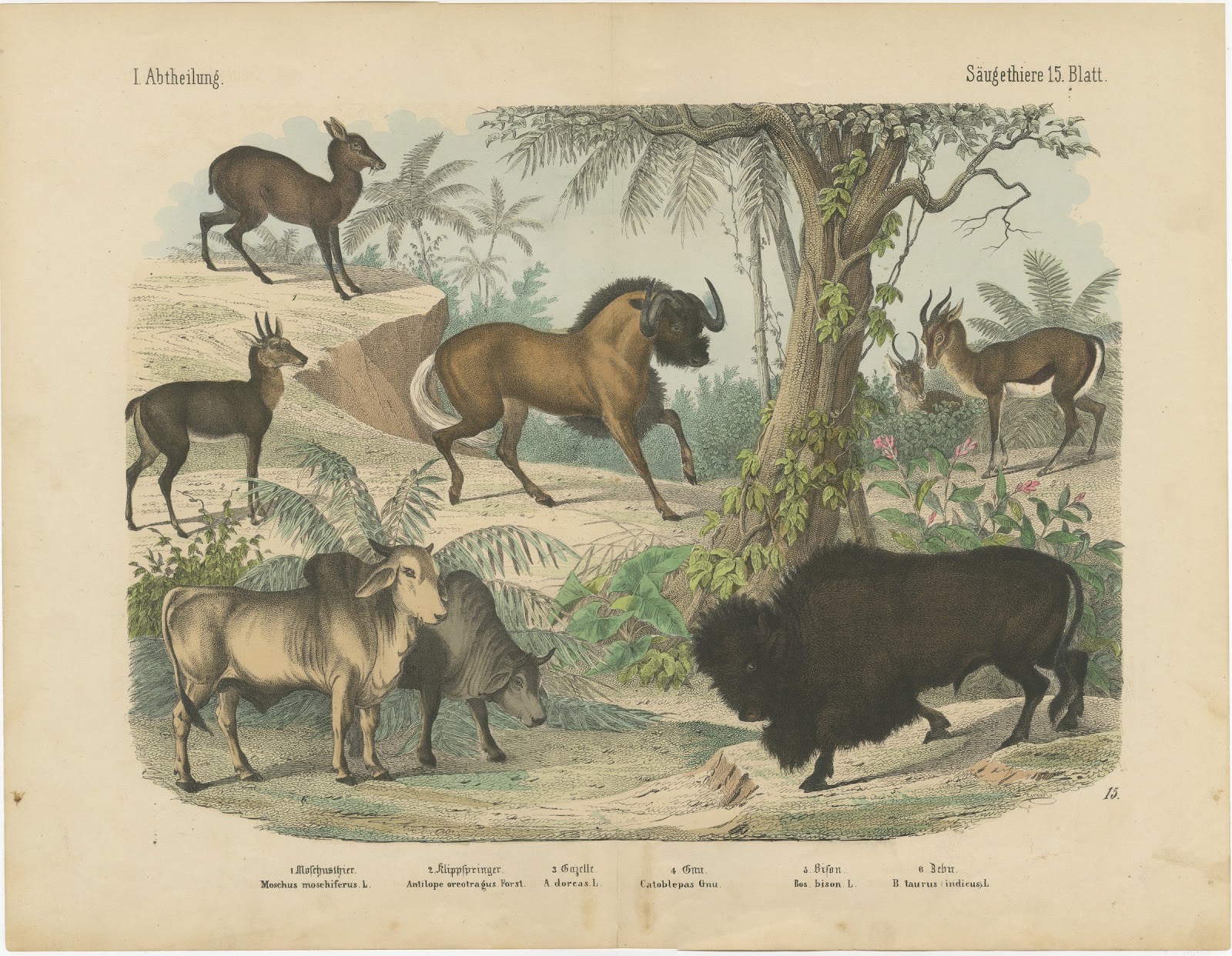 Antique Bison and Wildebeest Print with Zebu and Gazelle, Kolb, circa 1890