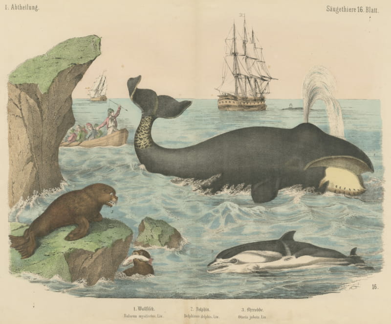 Antique Whaling Scene Print with Bowhead Whale, Dolphin and Sea Lion, circa 1890