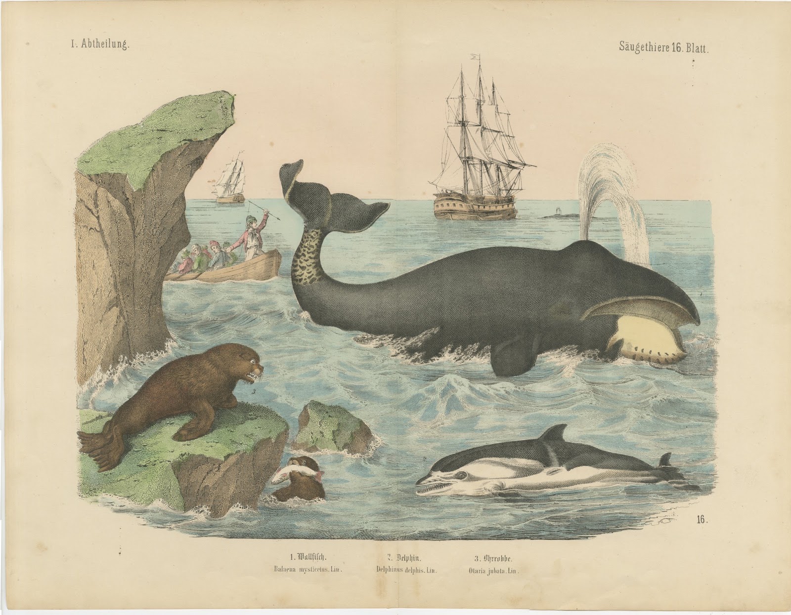 Antique Whaling Scene Print with Bowhead Whale, Dolphin and Sea Lion, circa 1890