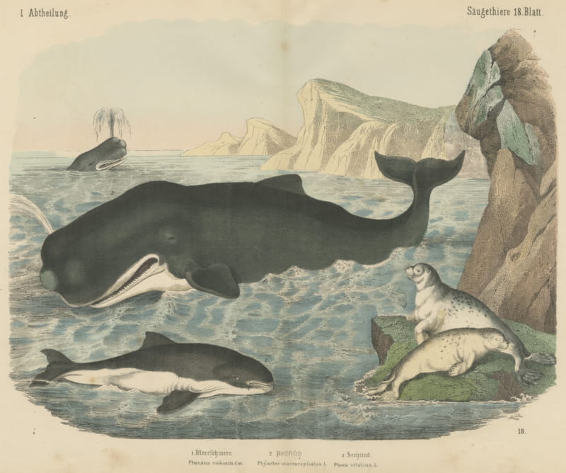 Antique Sperm Whale Print with Porpoise and Seals, Kolb Mammals, circa 1890