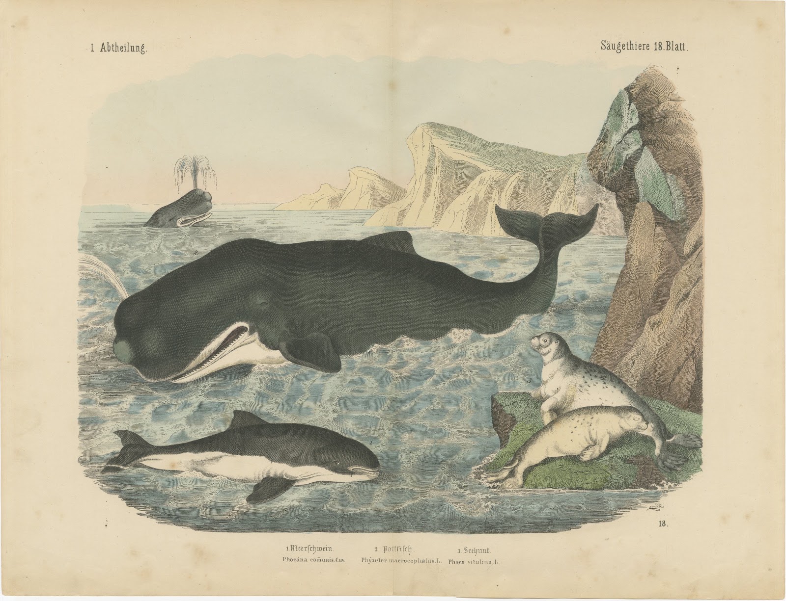 Antique Sperm Whale Print with Porpoise and Seals, Kolb Mammals, circa 1890