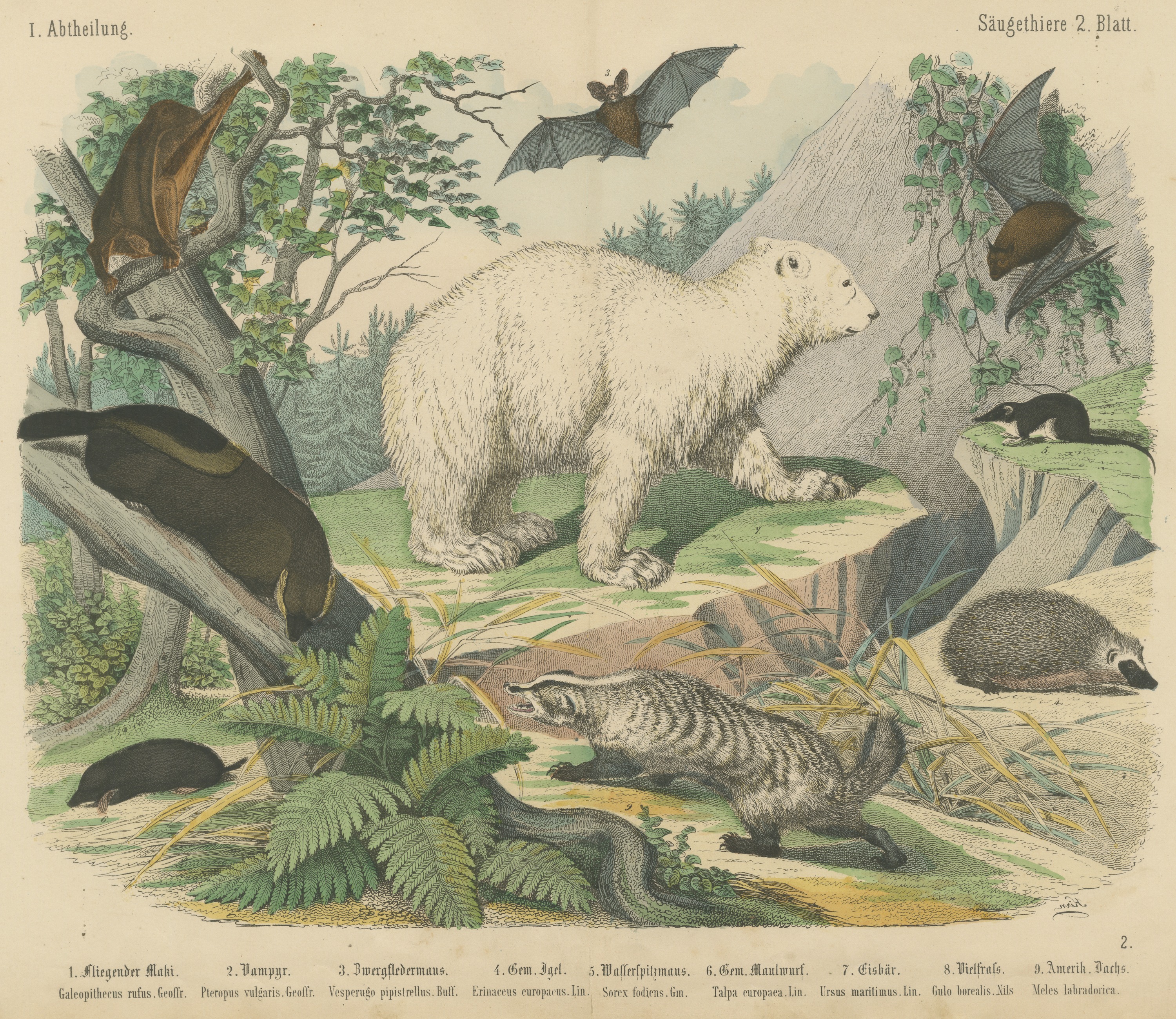 Antique Polar Bear Print with Bats, Hedgehog and Wolverine, Kolb, circa 1890