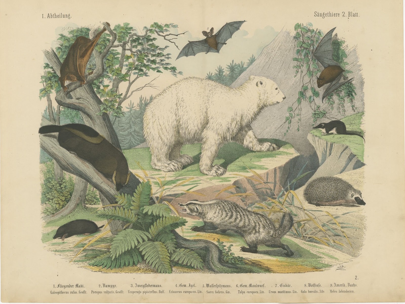 Antique Polar Bear Print with Bats, Hedgehog and Wolverine, Kolb, circa 1890