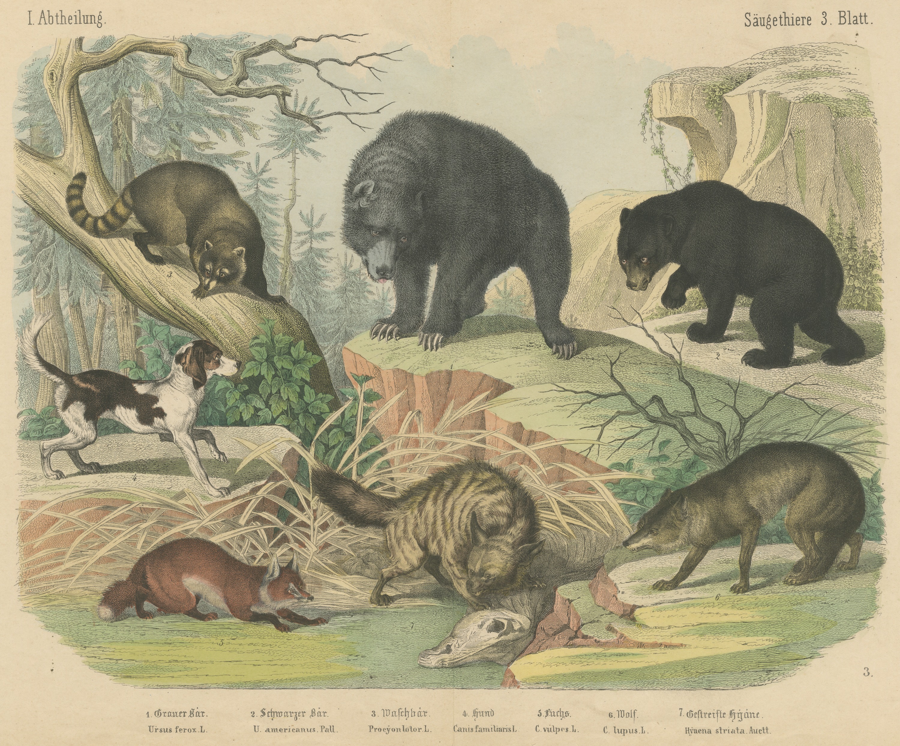 Antique Grizzly and Black Bear Print with Wolf, Fox and Raccoon, circa 1890