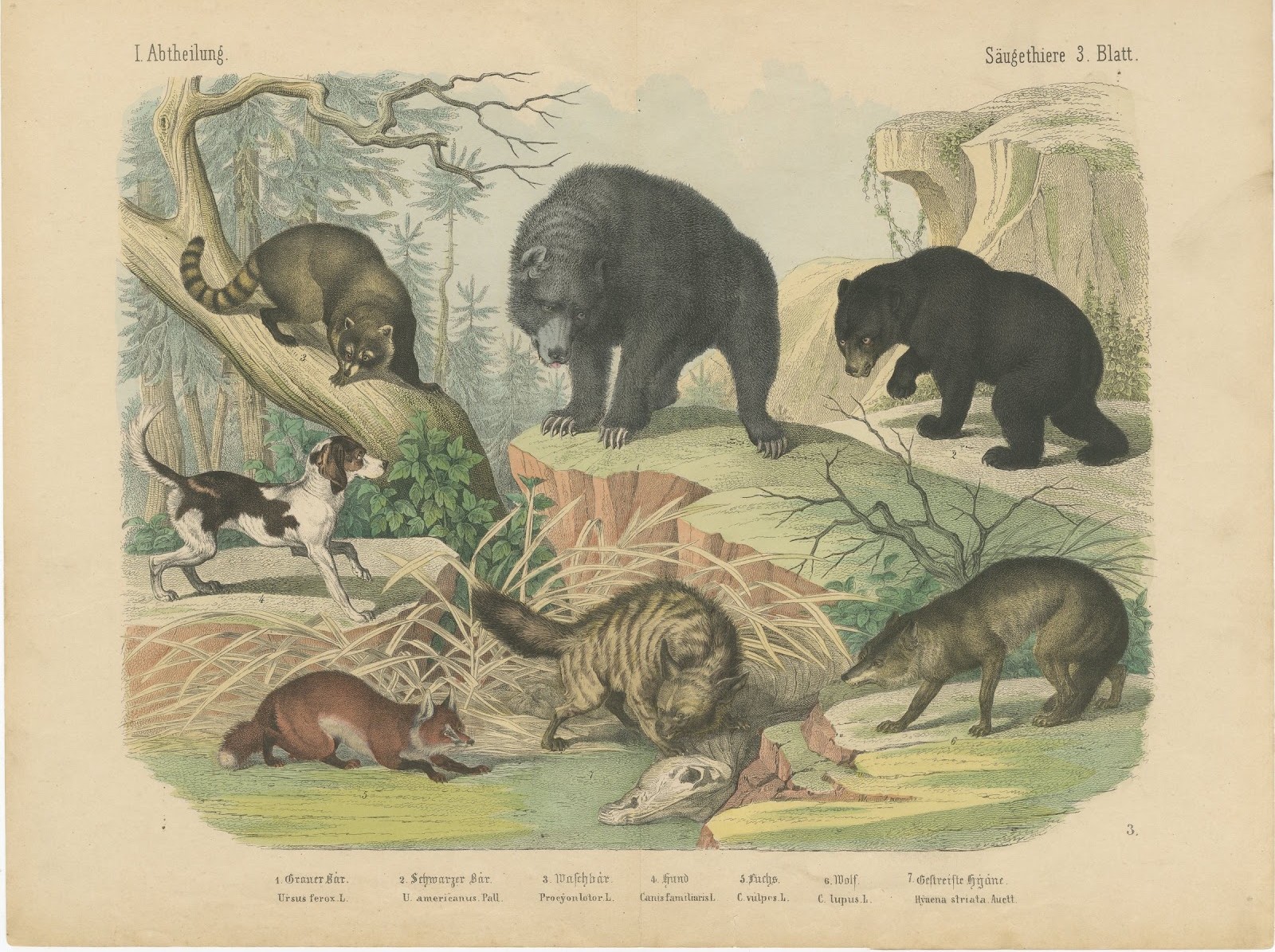 Antique Grizzly and Black Bear Print with Wolf, Fox and Raccoon, circa 1890
