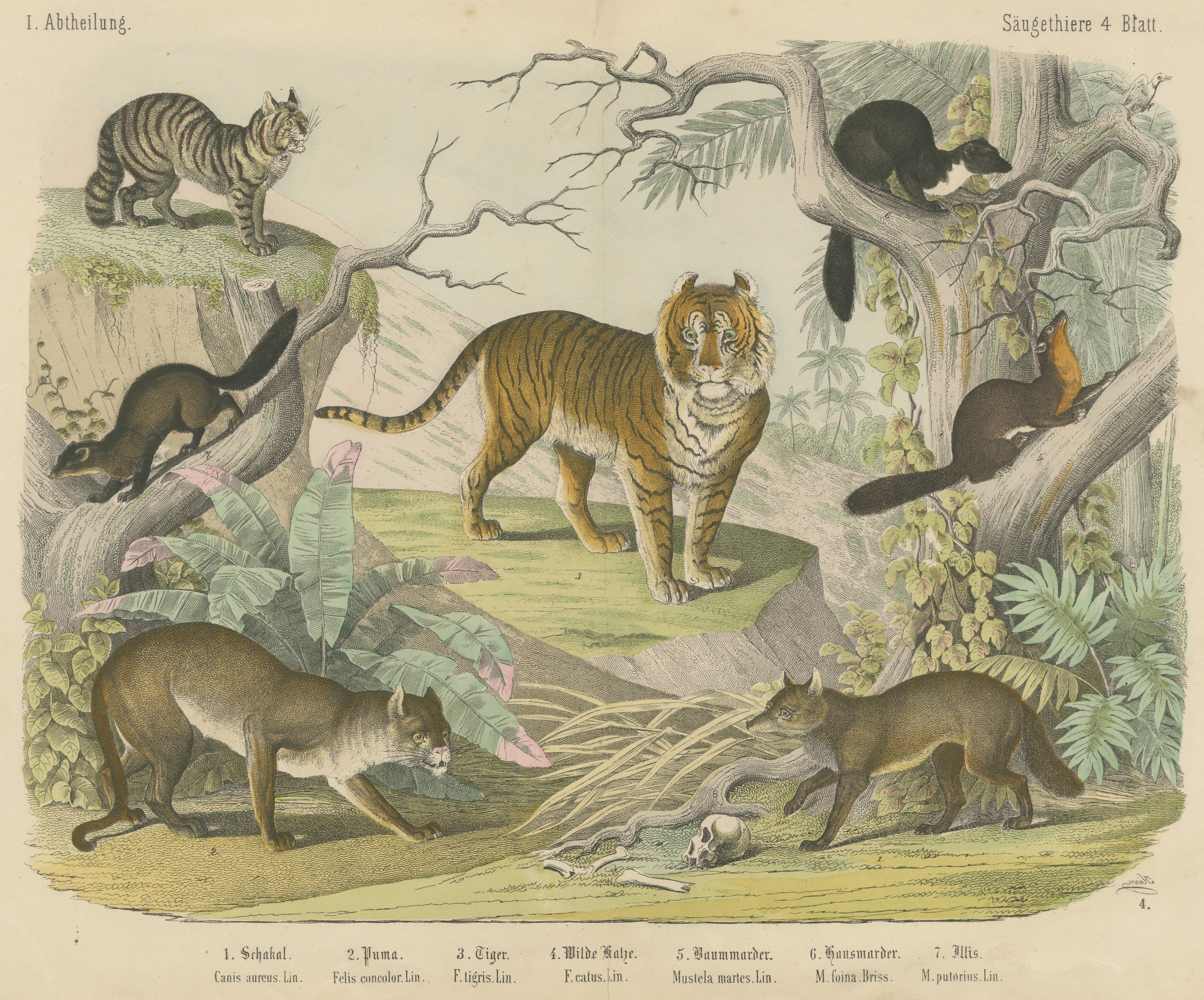Antique Tiger and Puma Print with Wildcat and Martens, Kolb Mammals, circa 1890