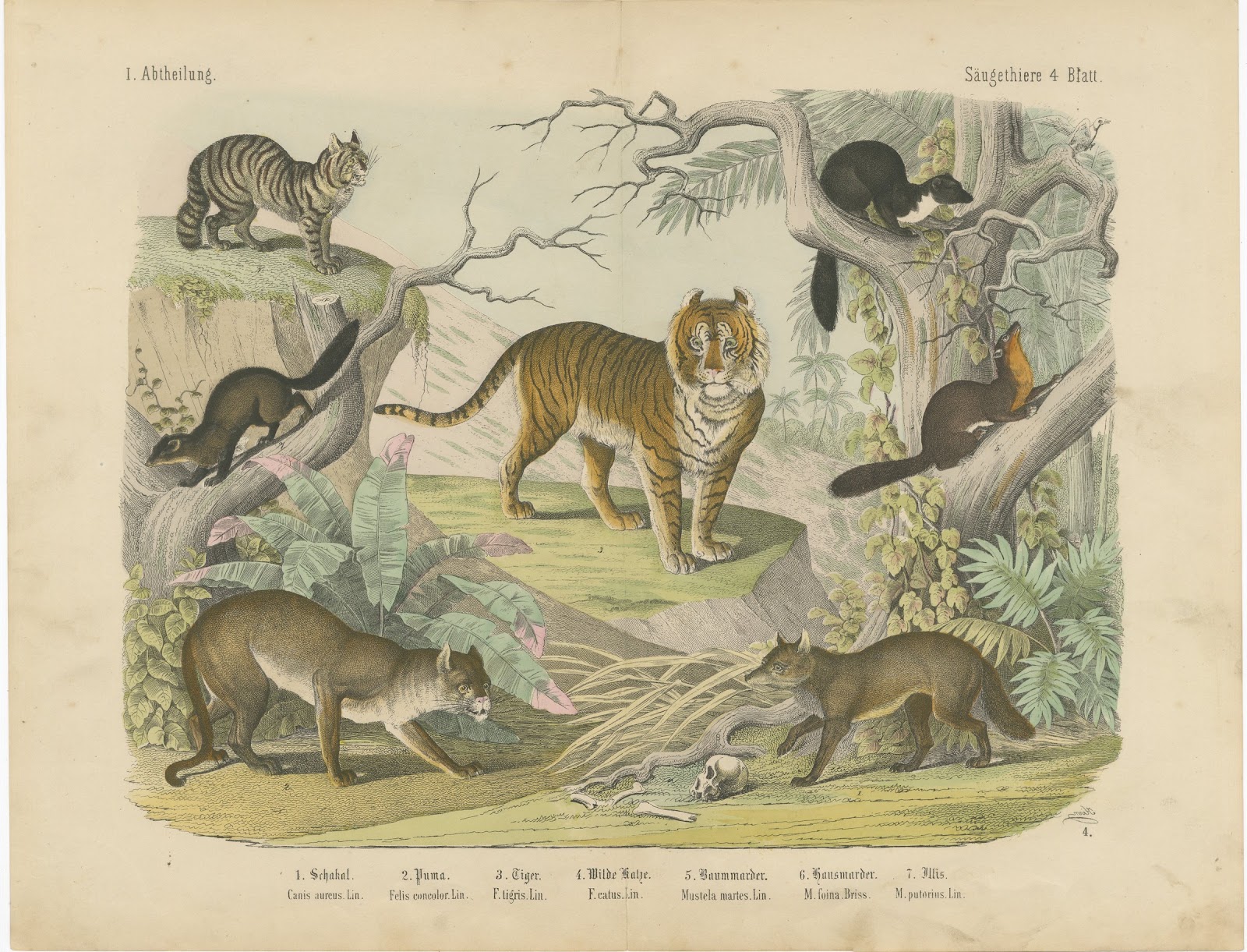 Antique Tiger and Puma Print with Wildcat and Martens, Kolb Mammals, circa 1890