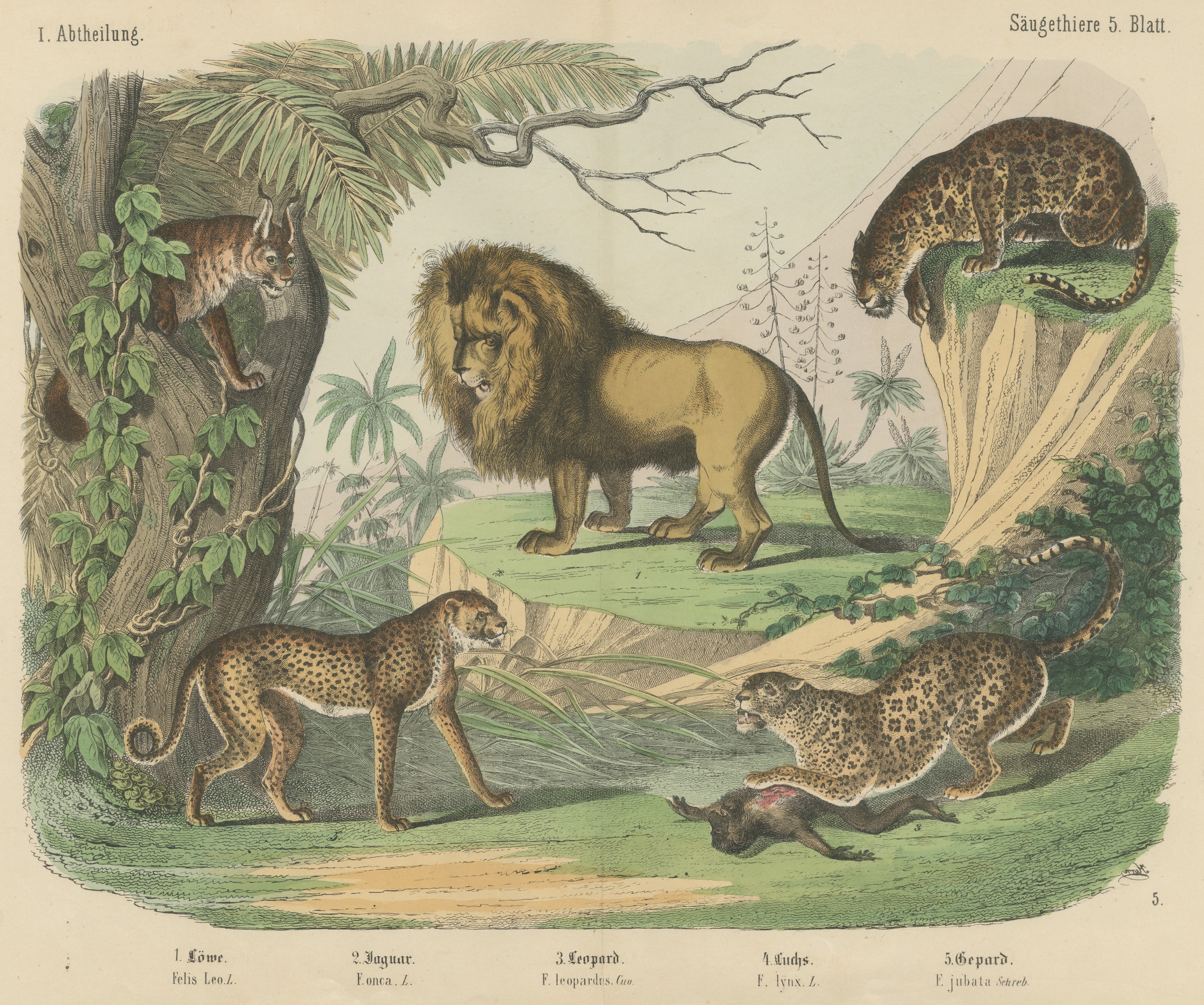 Antique Lion, Jaguar, Leopard and Cheetah Print, Big Cats by Kolb, circa 1890