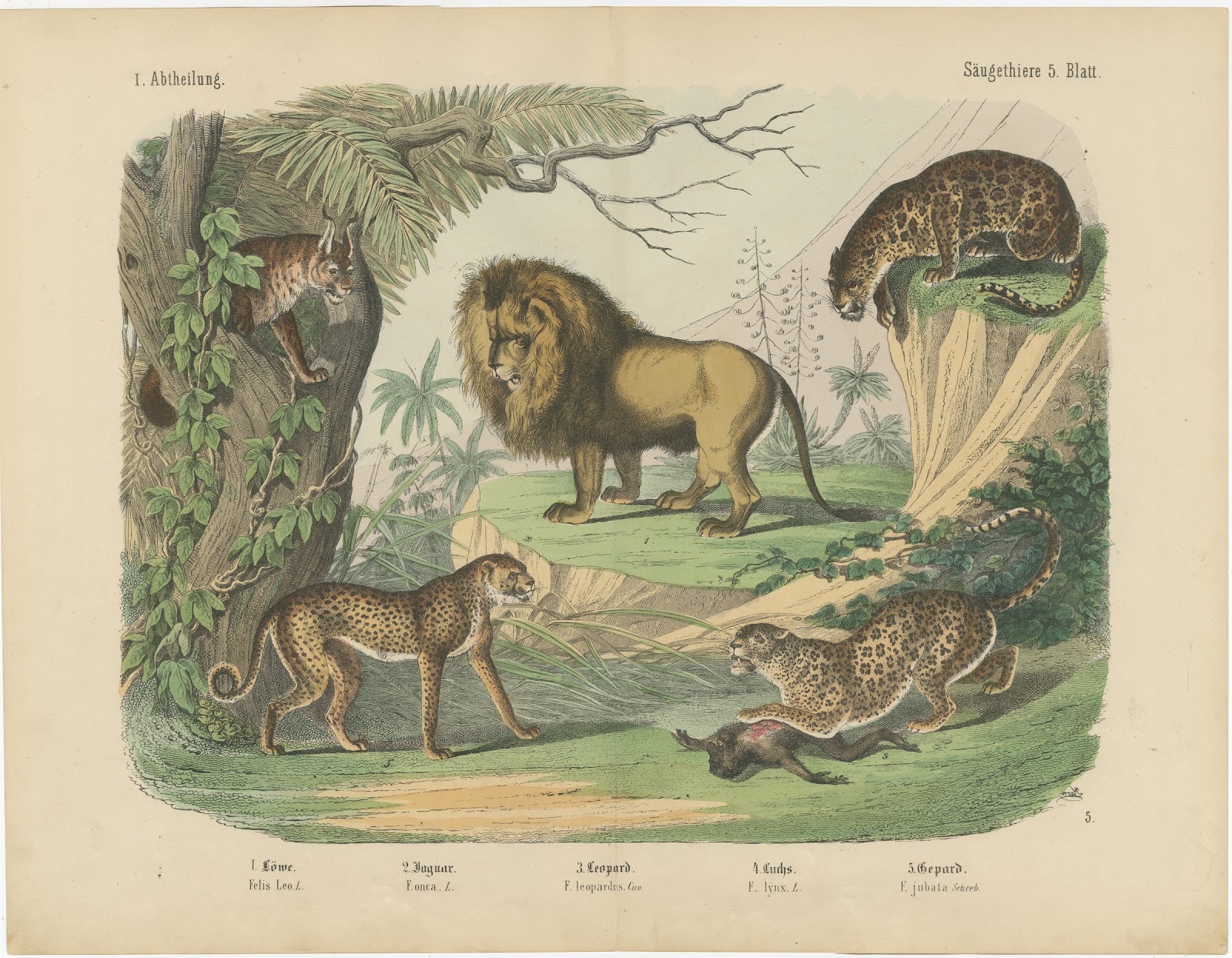 Antique Lion, Jaguar, Leopard and Cheetah Print, Big Cats by Kolb, circa 1890