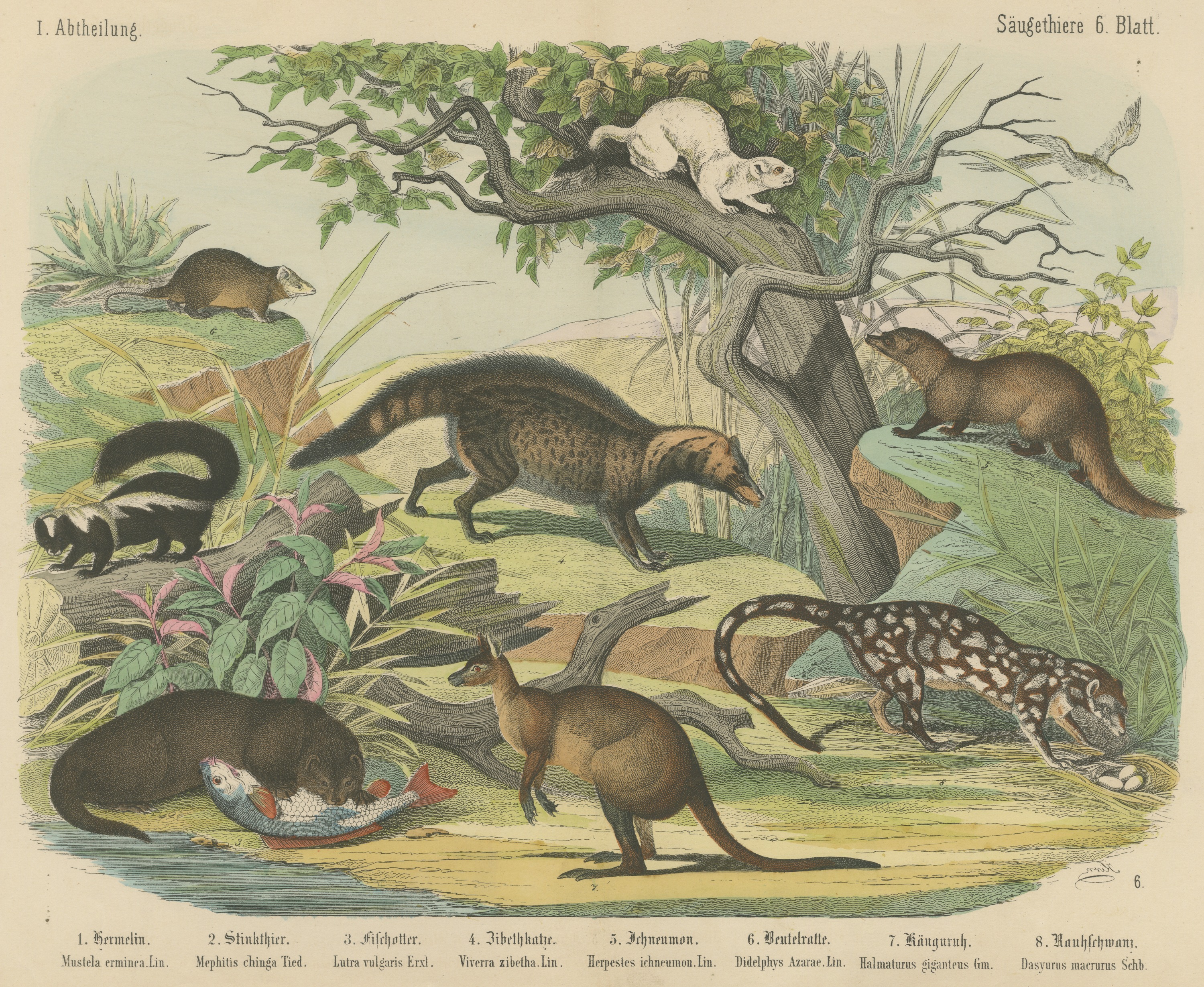 Antique Kangaroo and Otter Print with Ermine and Skunk, Kolb Mammals, circa 1890