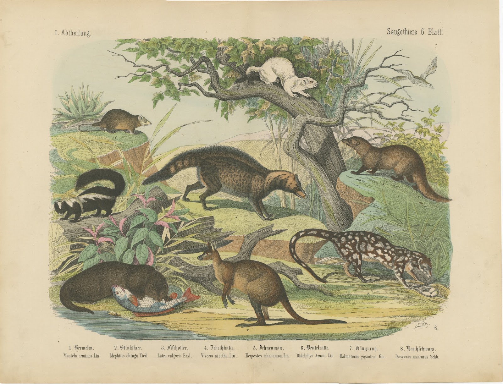 Antique Kangaroo and Otter Print with Ermine and Skunk, Kolb Mammals, circa 1890
