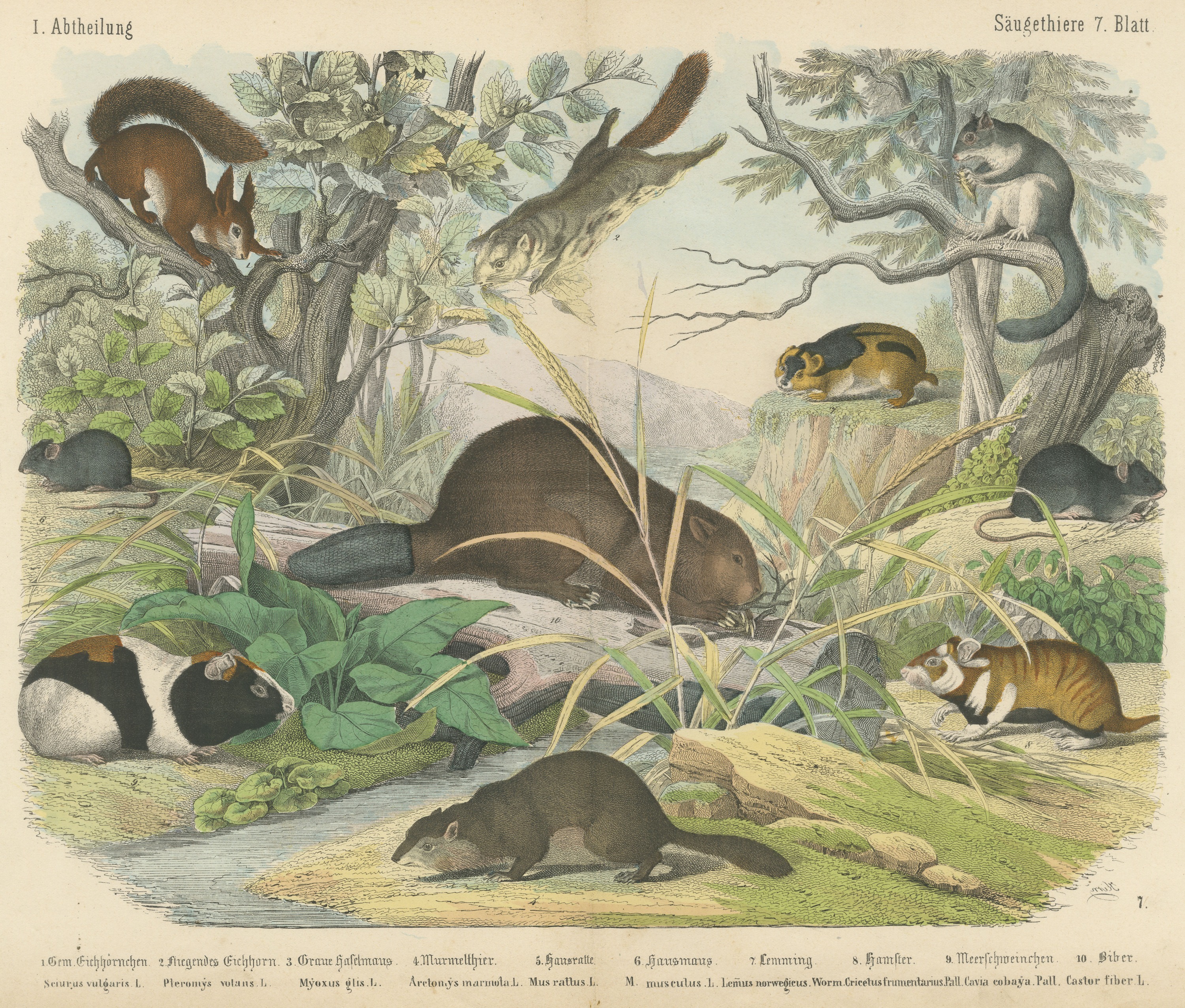 Antique Beaver and Red Squirrel Print with Hamster and Guinea Pig, circa 1890