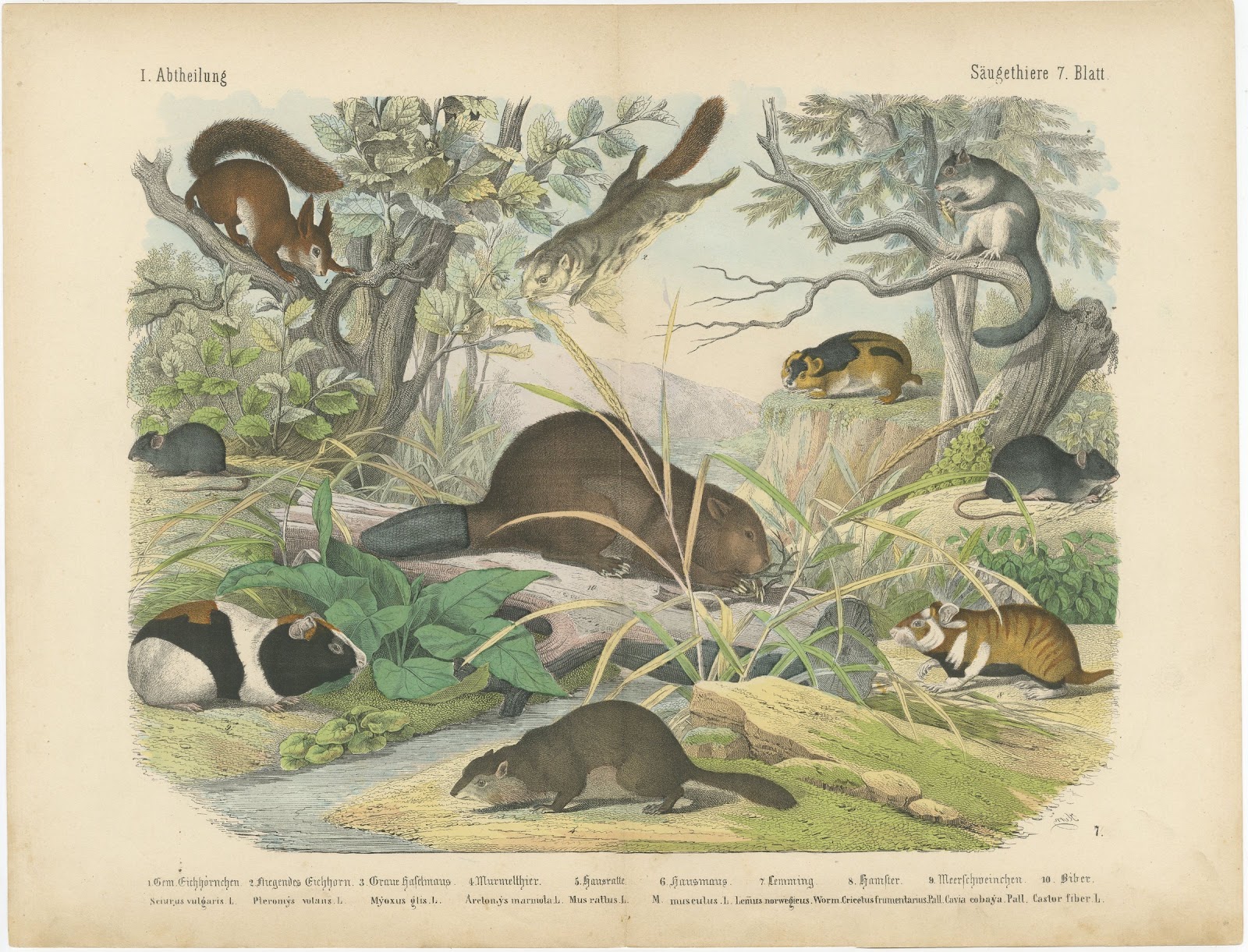 Antique Beaver and Red Squirrel Print with Hamster and Guinea Pig, circa 1890