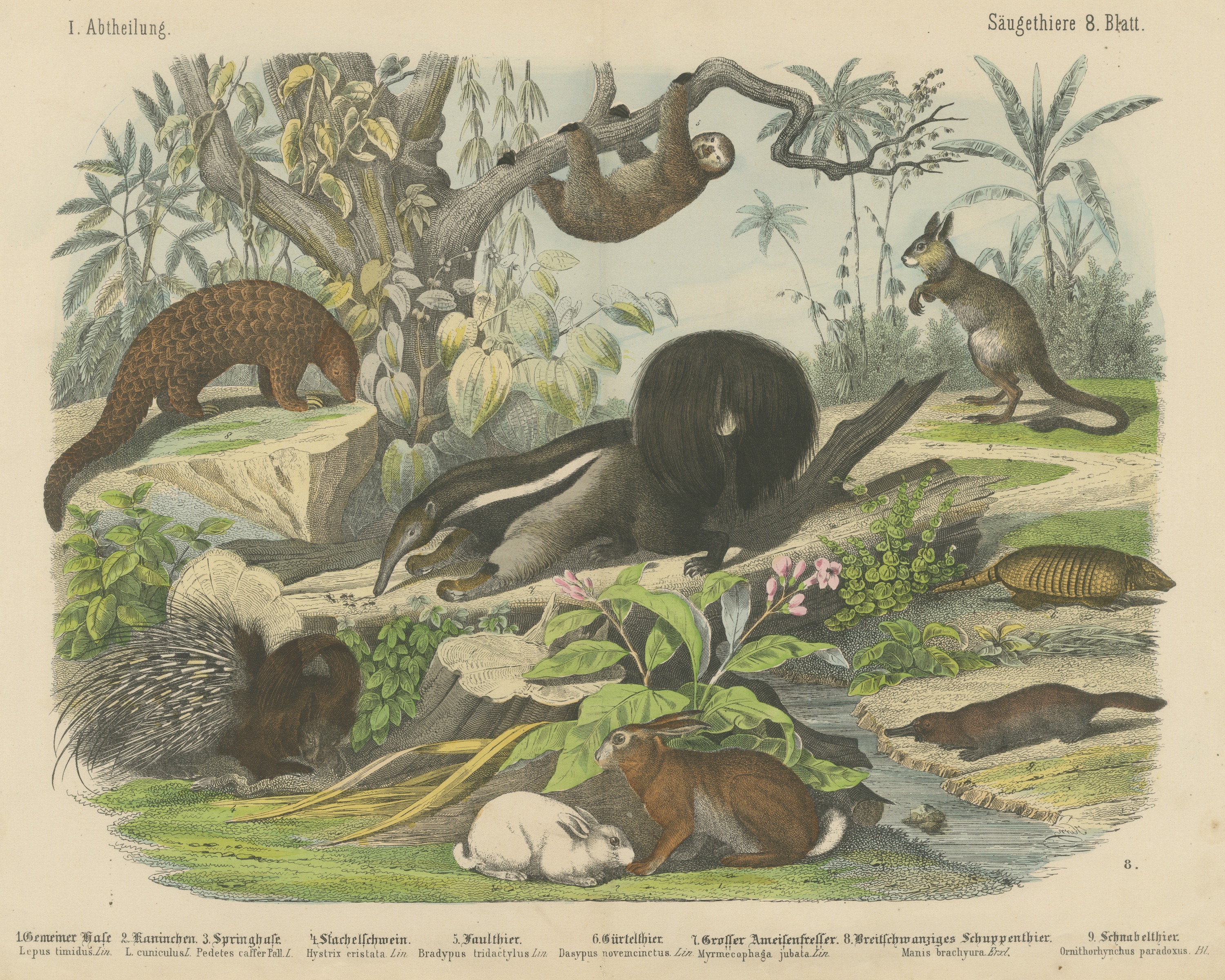 Antique Platypus, Anteater and Sloth Print with Pangolin, Kolb, circa 1890