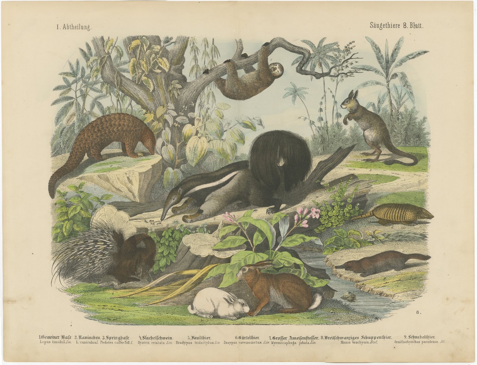 Antique Platypus, Anteater and Sloth Print with Pangolin, Kolb, circa 1890