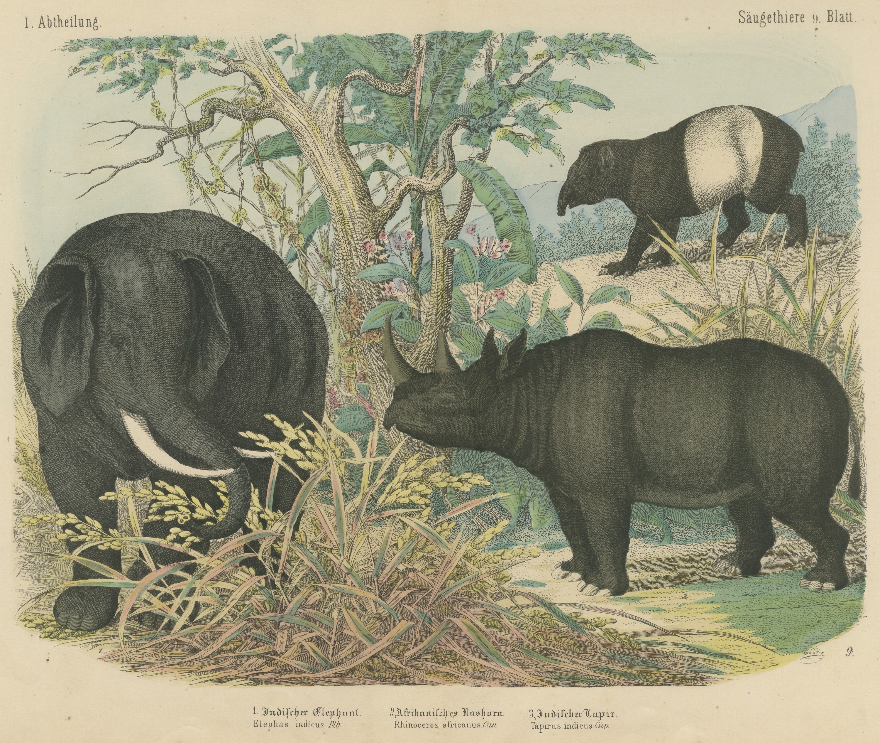 Antique Elephant and Rhinoceros Print with Tapir, Kolb Mammals, circa 1890