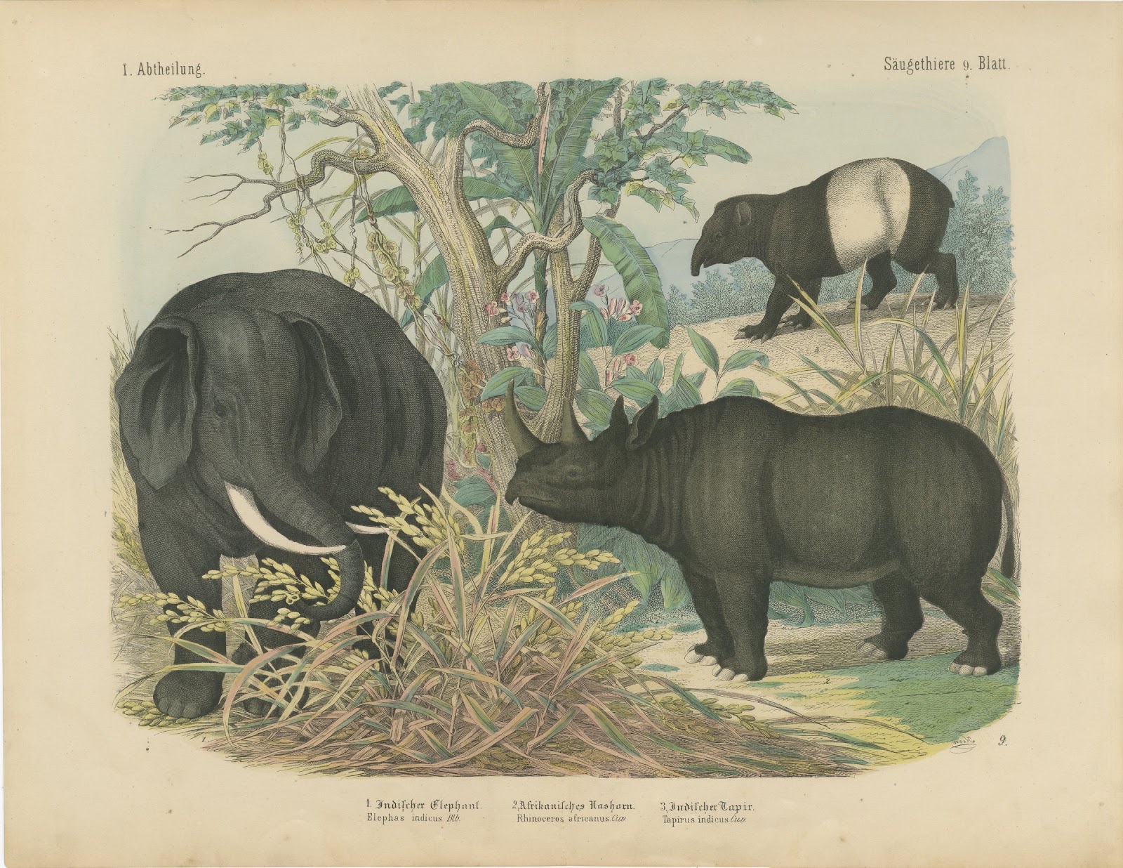 Antique Elephant and Rhinoceros Print with Tapir, Kolb Mammals, circa 1890