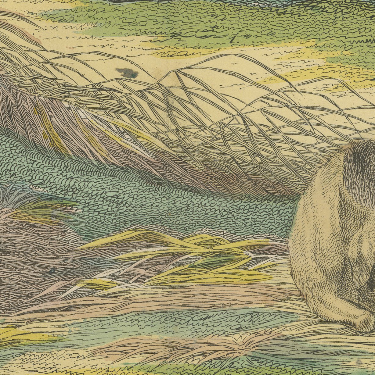 Antique Hippopotamus Print with Wild Boar and Babirusa, Kolb, circa 1890, view 3