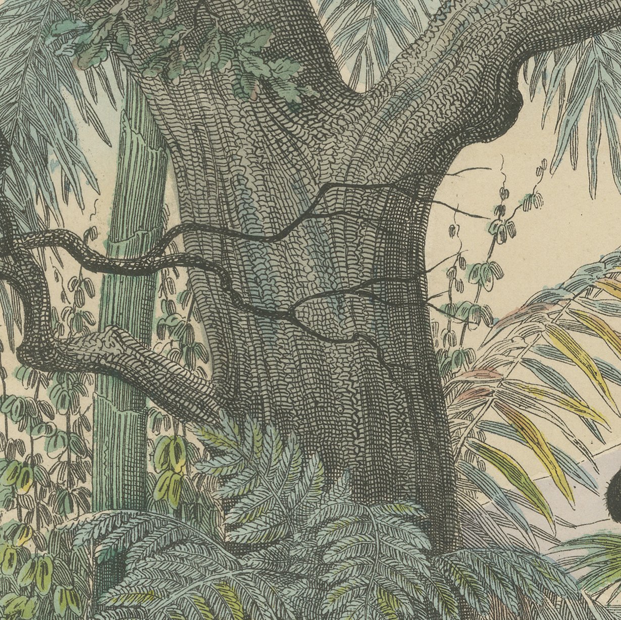 Antique Hippopotamus Print with Wild Boar and Babirusa, Kolb, circa 1890, view 5