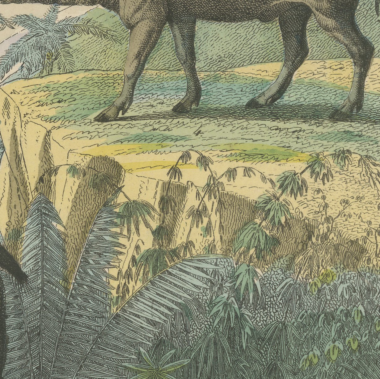 Antique Hippopotamus Print with Wild Boar and Babirusa, Kolb, circa 1890, view 6