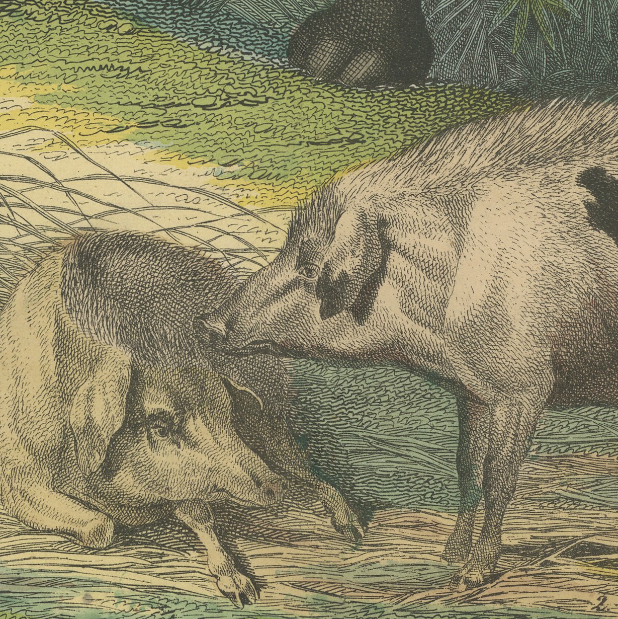 Antique Hippopotamus Print with Wild Boar and Babirusa, Kolb, circa 1890, view 7