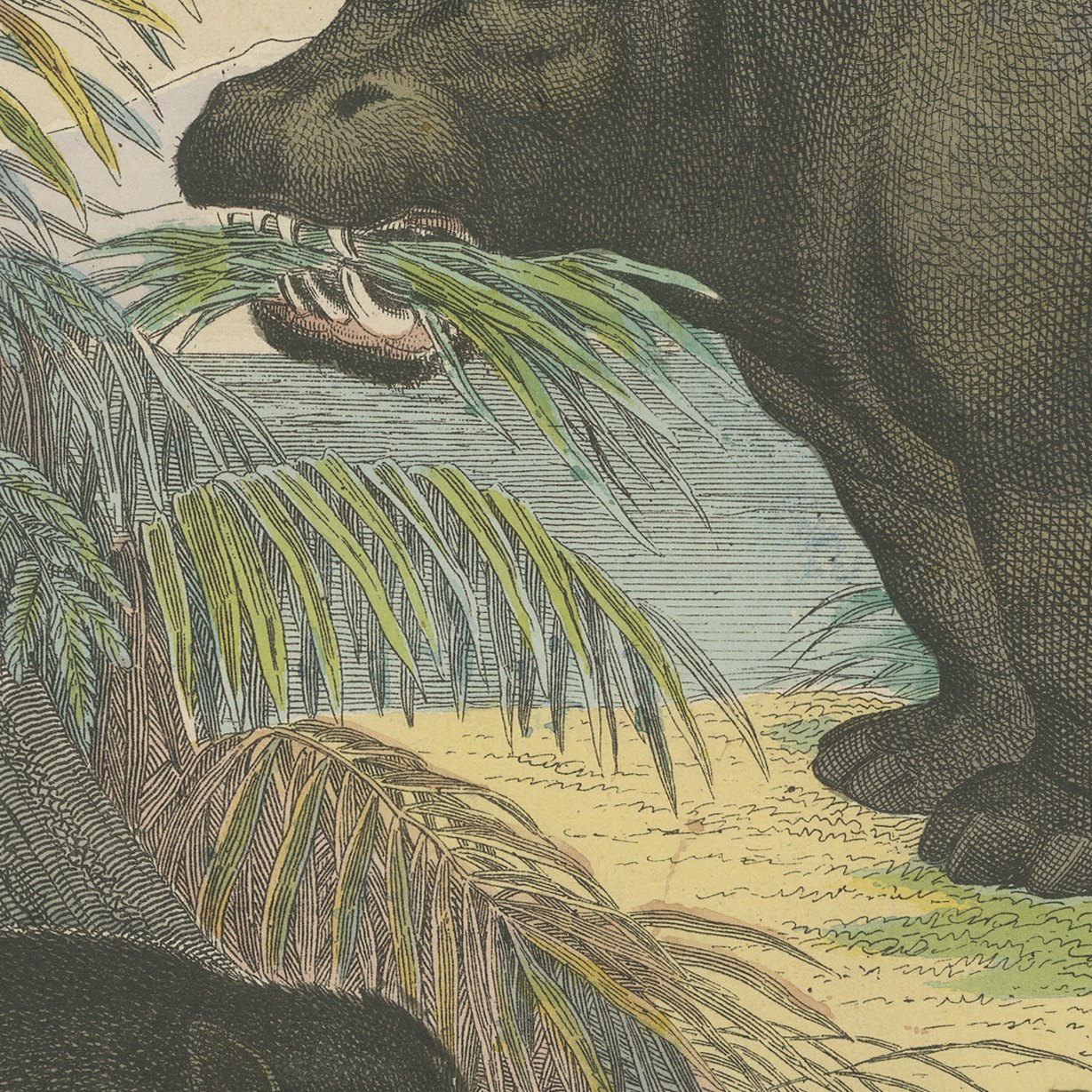 Antique Hippopotamus Print with Wild Boar and Babirusa, Kolb, circa 1890, view 9