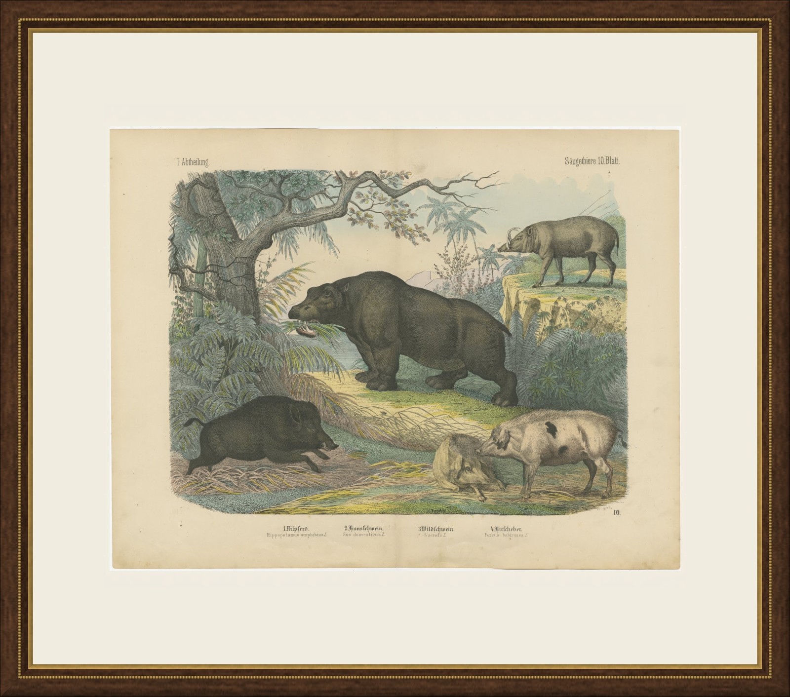 Antique Hippopotamus Print with Wild Boar and Babirusa, Kolb, circa 1890, view 2