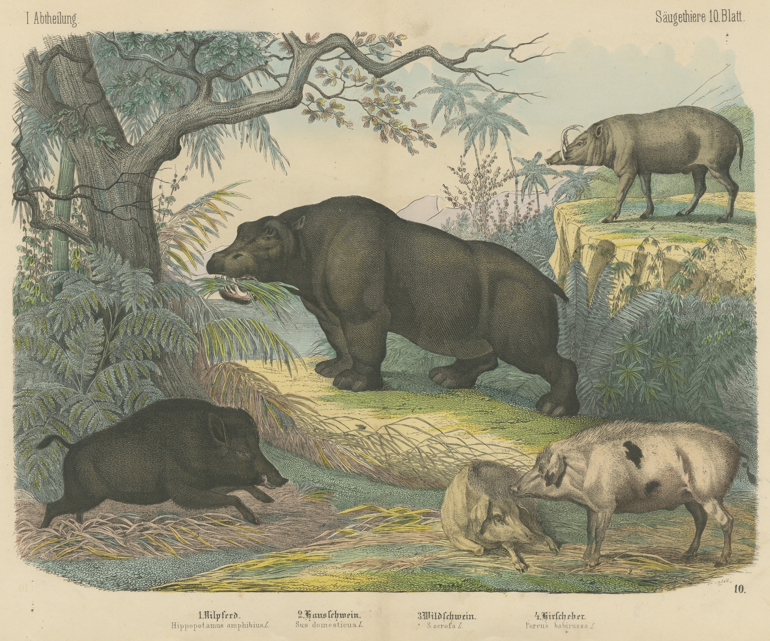 Antique Hippopotamus Print with Wild Boar and Babirusa, Kolb, circa 1890