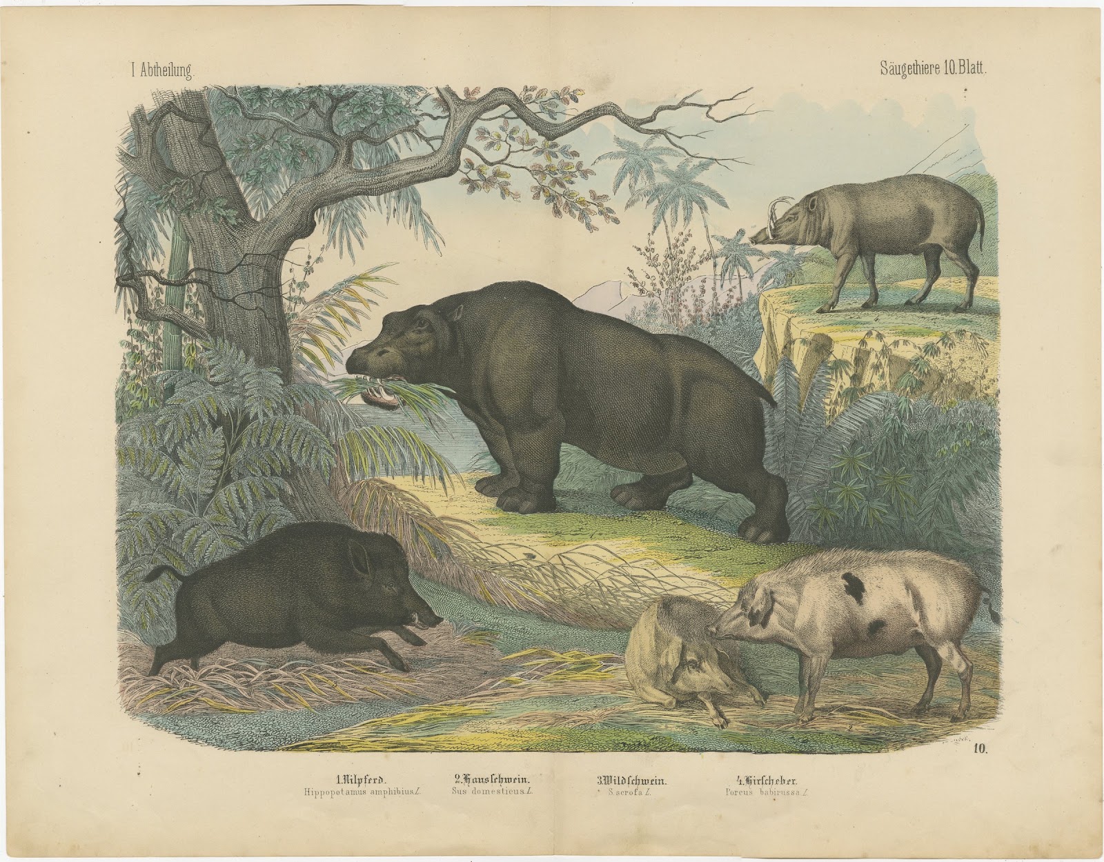 Antique Hippopotamus Print with Wild Boar and Babirusa, Kolb, circa 1890