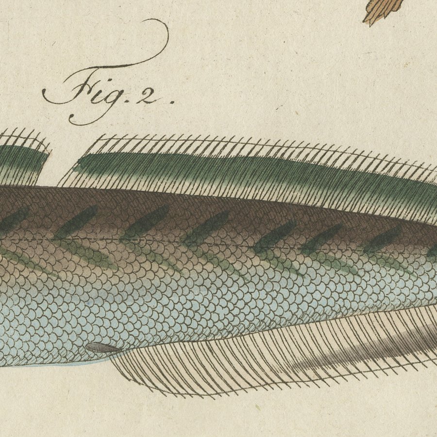 Ling, Burbot, Pollack and Toadfish, Antique Bertuch Print, circa 1805, view 3