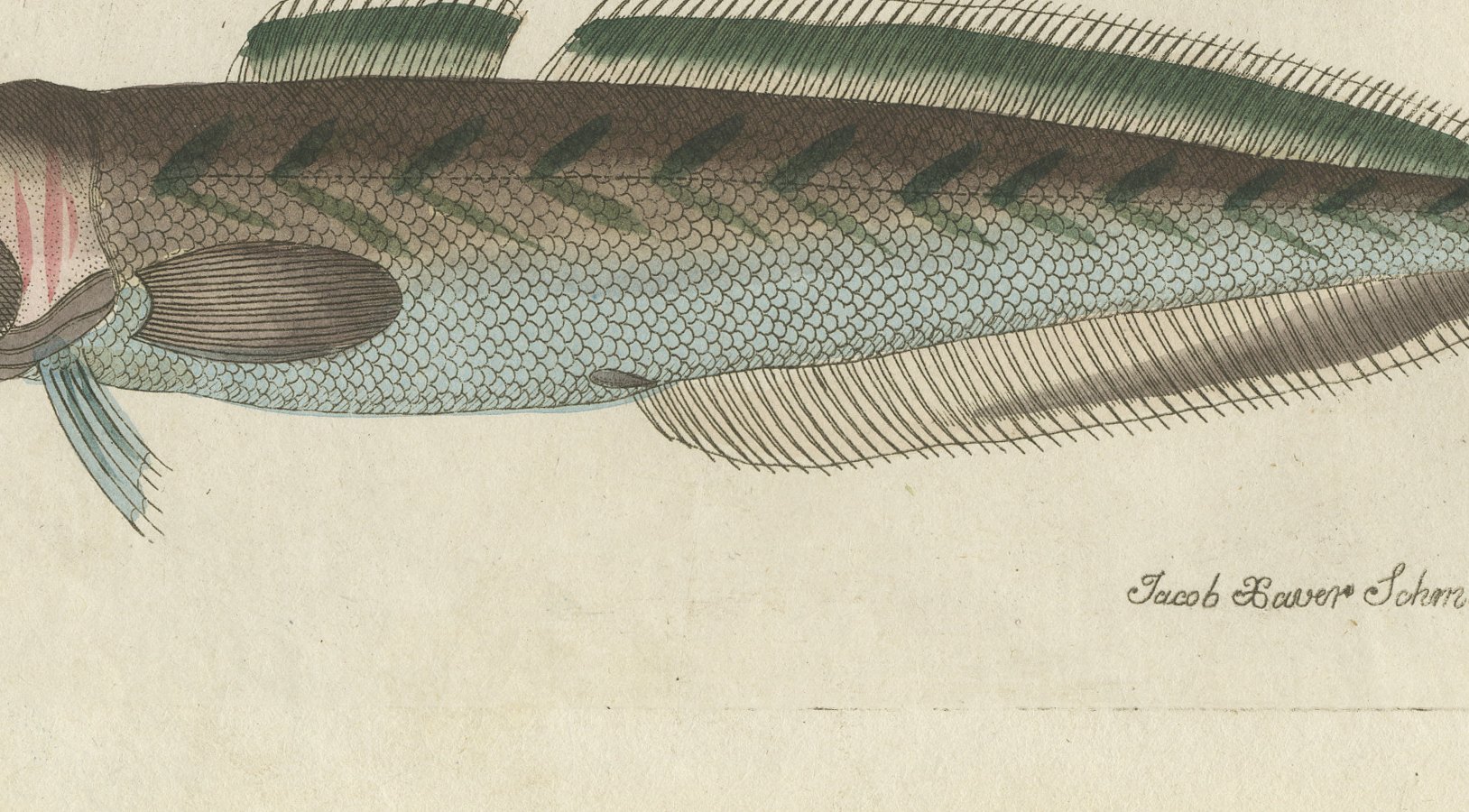 Ling, Burbot, Pollack and Toadfish, Antique Bertuch Print, circa 1805, view 4