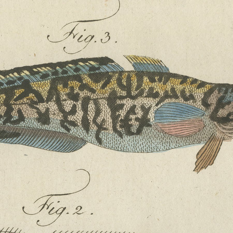 Ling, Burbot, Pollack and Toadfish, Antique Bertuch Print, circa 1805, view 5