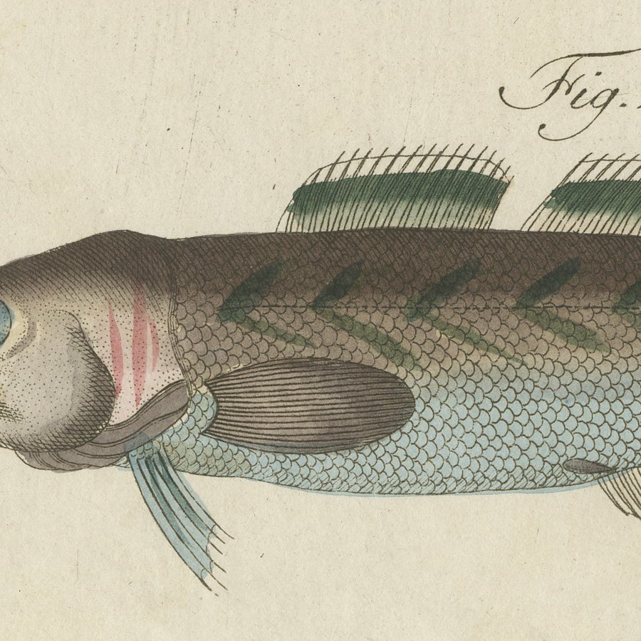 Ling, Burbot, Pollack and Toadfish, Antique Bertuch Print, circa 1805, view 6