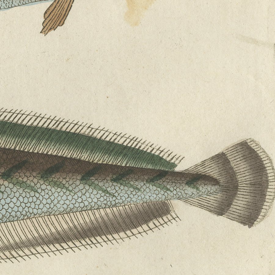Ling, Burbot, Pollack and Toadfish, Antique Bertuch Print, circa 1805, view 7