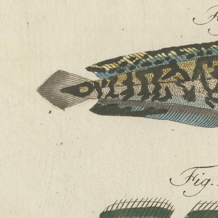 Ling, Burbot, Pollack and Toadfish, Antique Bertuch Print, circa 1805, view 8
