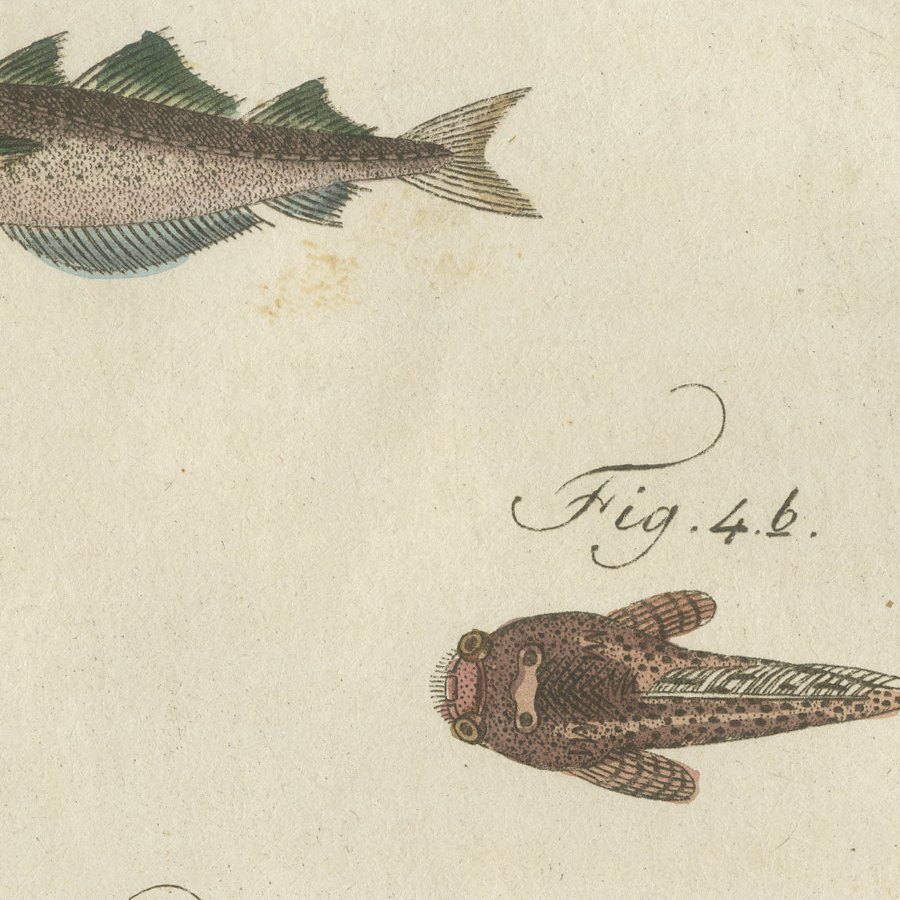 Ling, Burbot, Pollack and Toadfish, Antique Bertuch Print, circa 1805, view 9