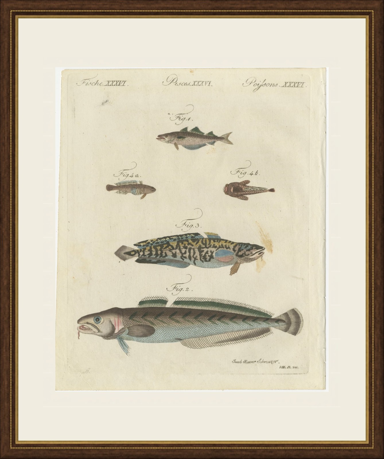 Ling, Burbot, Pollack and Toadfish, Antique Bertuch Print, circa 1805, view 2