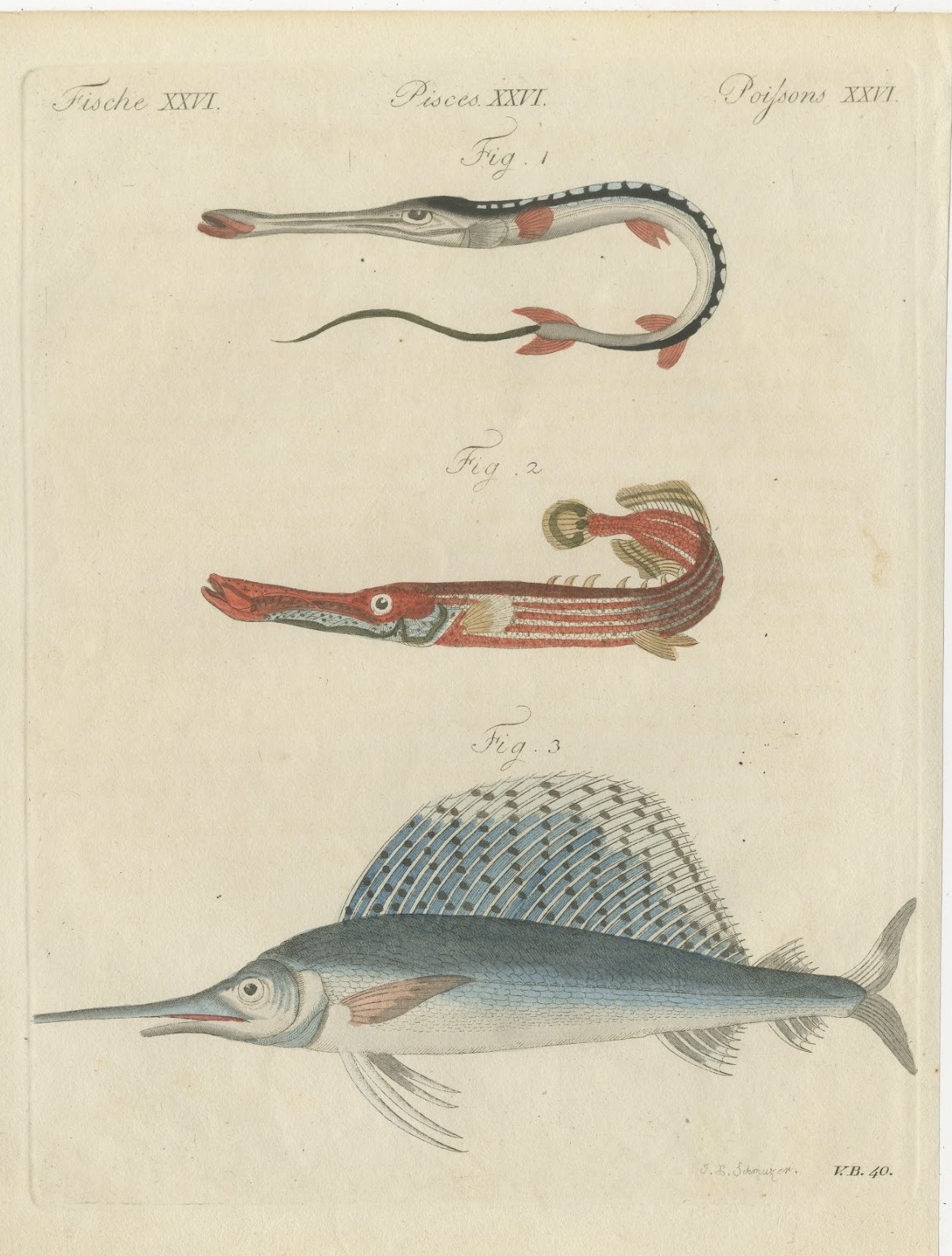 Sailfish, Cornetfish and Trumpetfish, Antique Bertuch Print, circa 1805