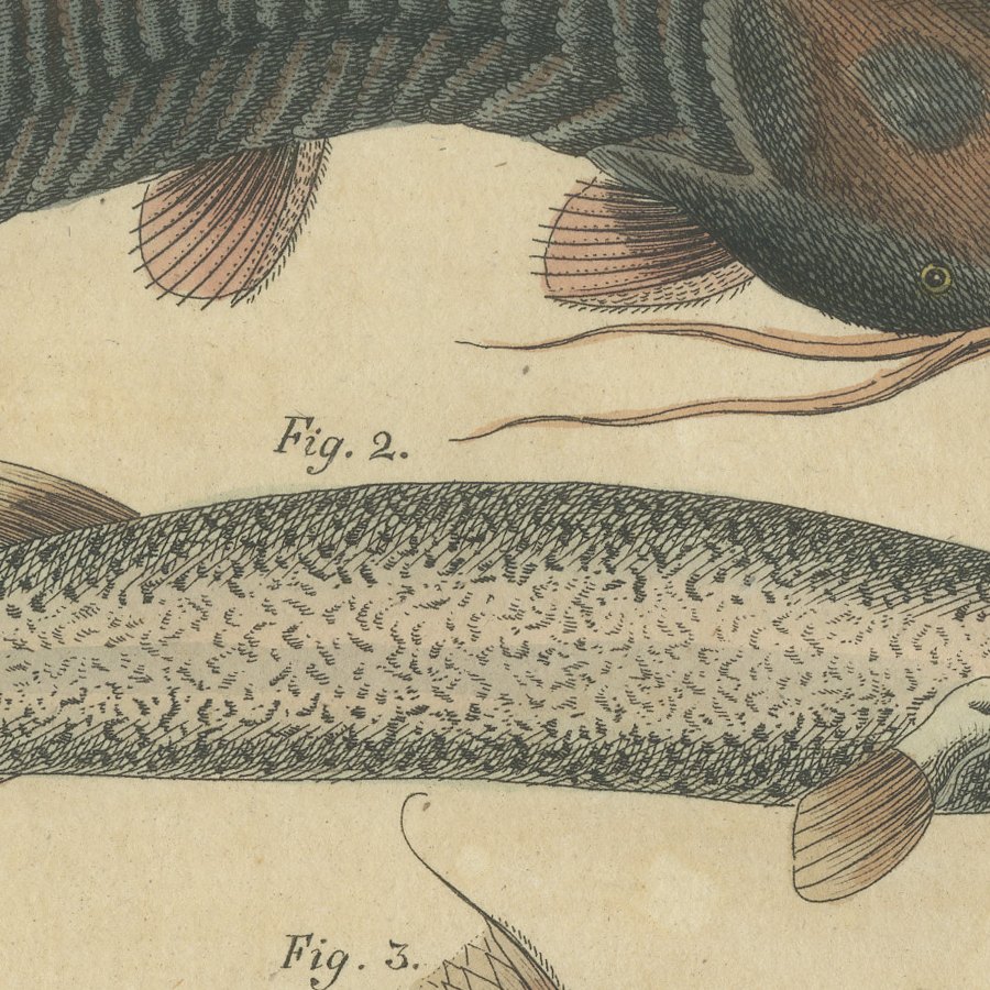 Five Catfish with Long Barbels, Antique Bertuch Print, circa 1815, view 4