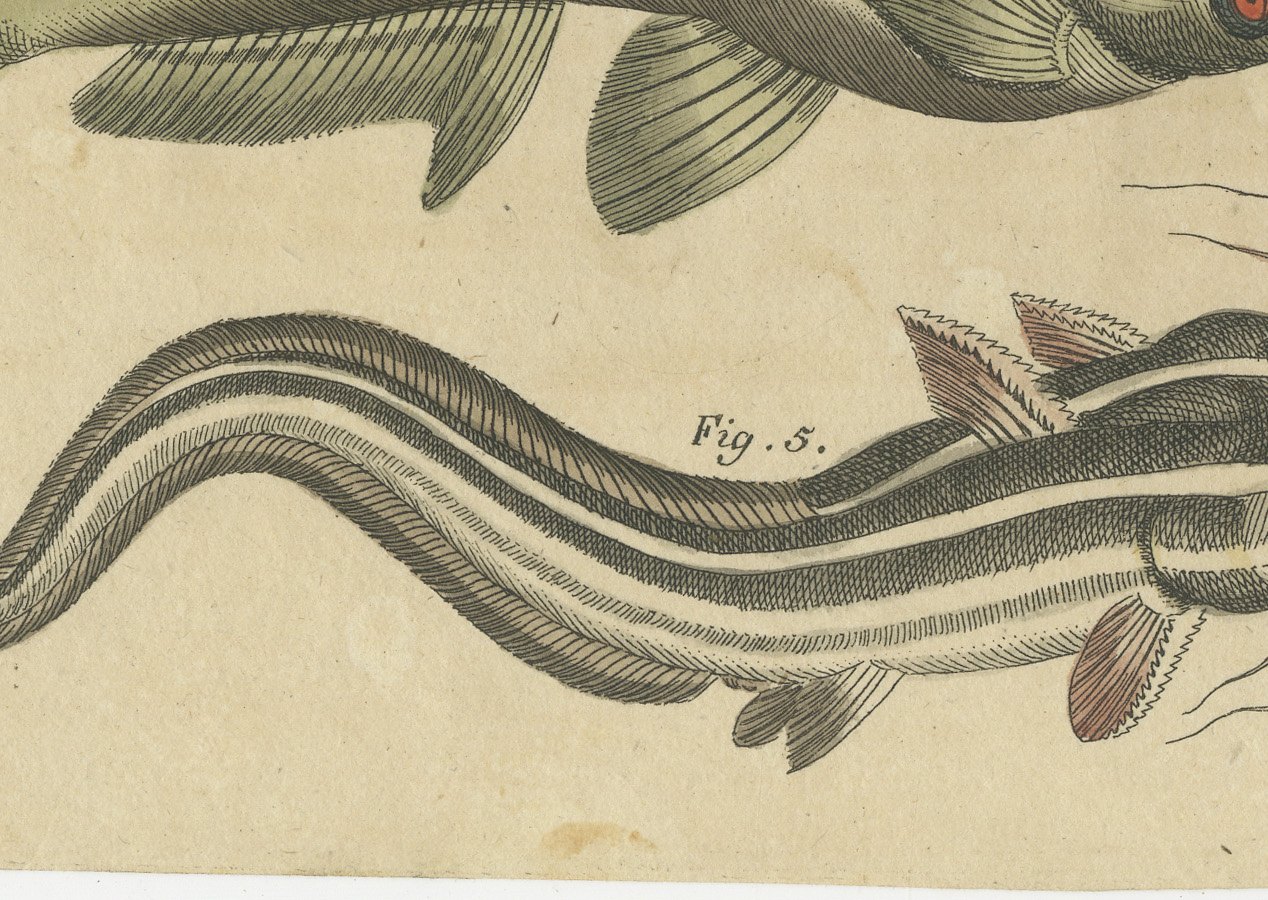 Five Catfish with Long Barbels, Antique Bertuch Print, circa 1815, view 5