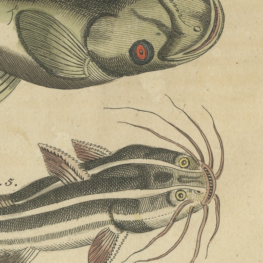 Five Catfish with Long Barbels, Antique Bertuch Print, circa 1815, view 6