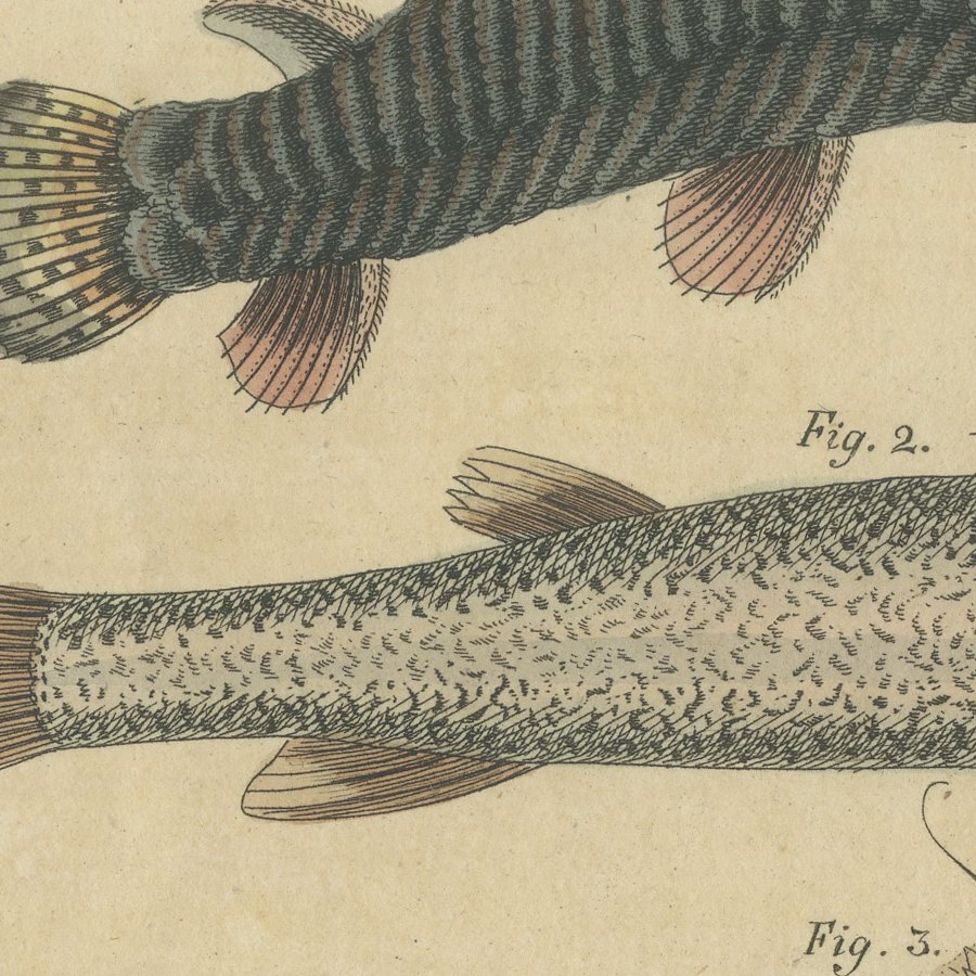 Five Catfish with Long Barbels, Antique Bertuch Print, circa 1815, view 7