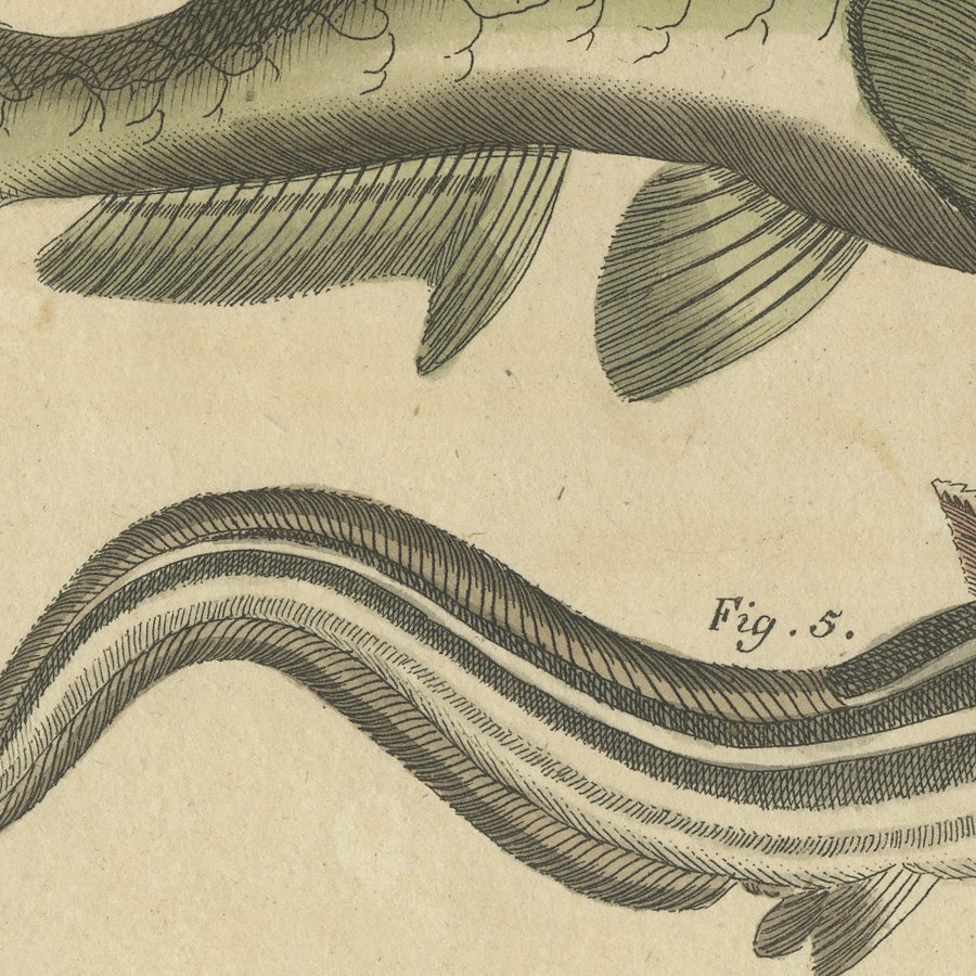 Five Catfish with Long Barbels, Antique Bertuch Print, circa 1815, view 8