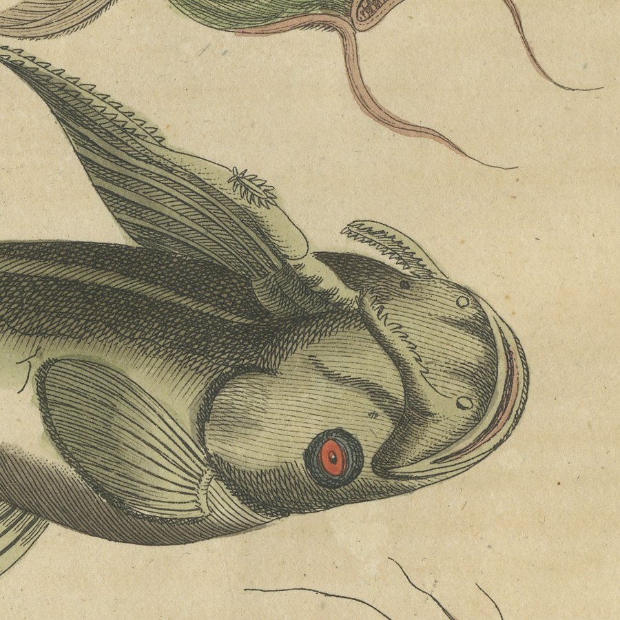 Five Catfish with Long Barbels, Antique Bertuch Print, circa 1815, view 9