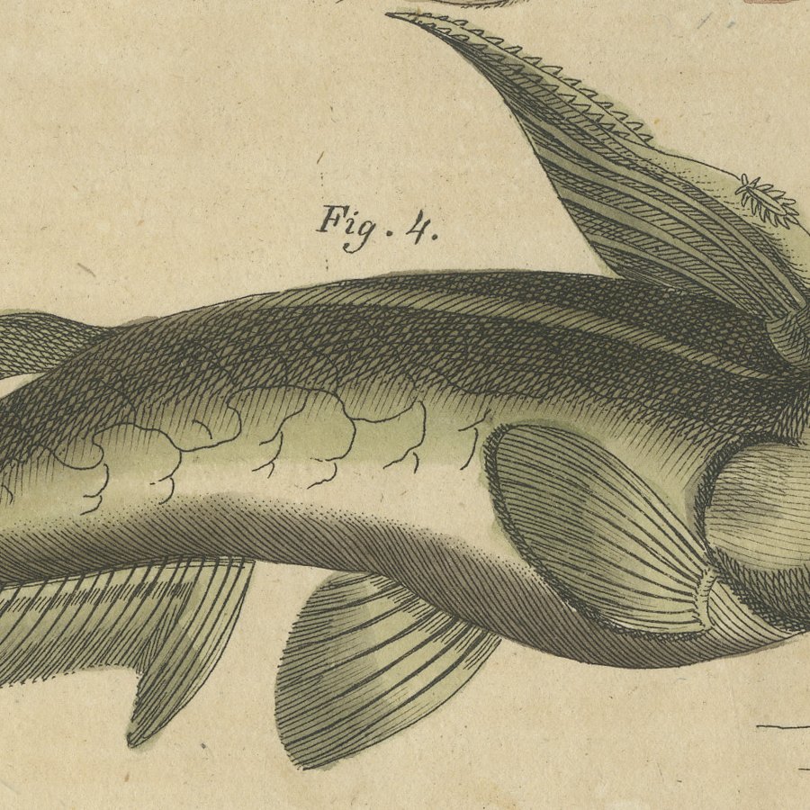 Five Catfish with Long Barbels, Antique Bertuch Print, circa 1815, view 10