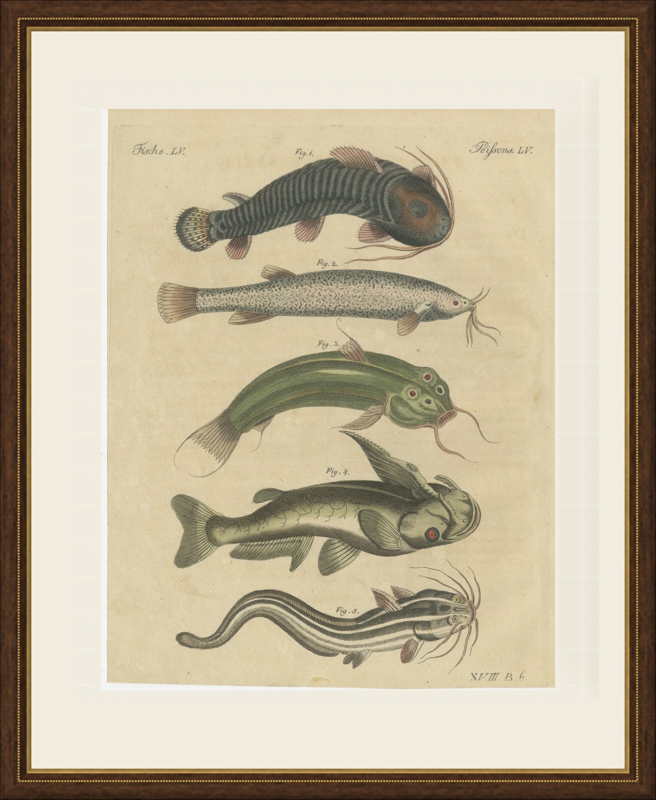 Five Catfish with Long Barbels, Antique Bertuch Print, circa 1815, view 2