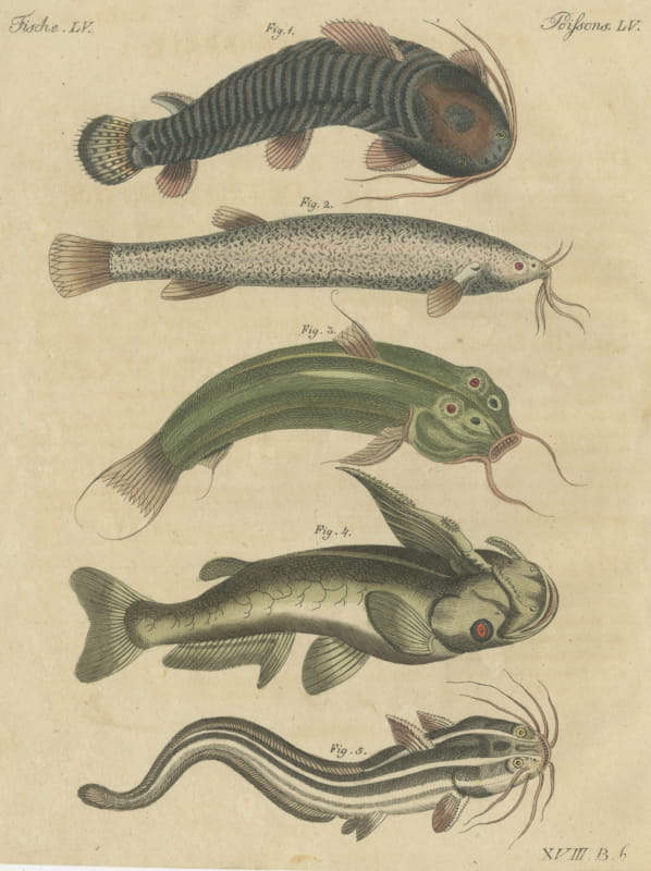 Five Catfish with Long Barbels, Antique Bertuch Print, circa 1815