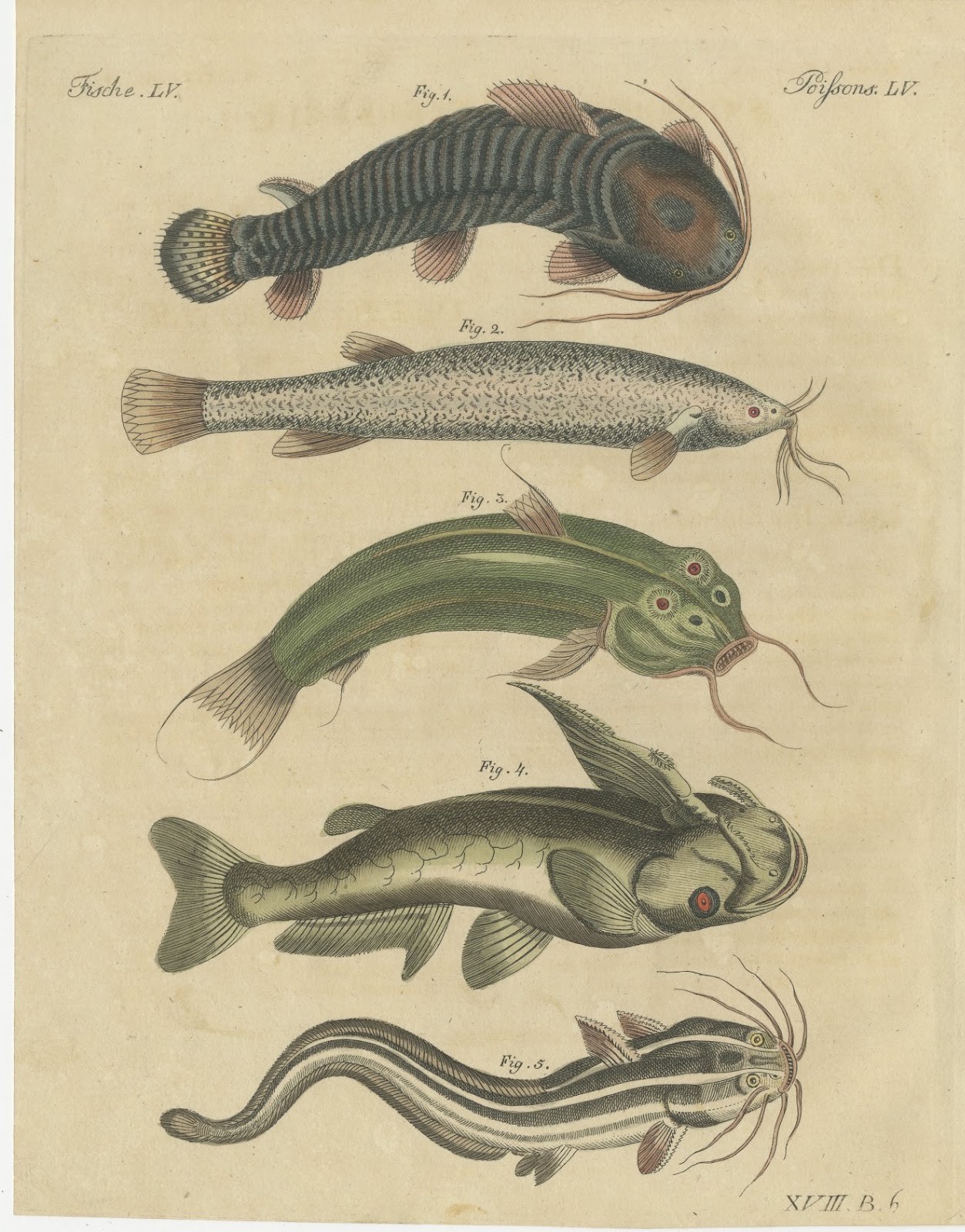 Five Catfish with Long Barbels, Antique Bertuch Print, circa 1815