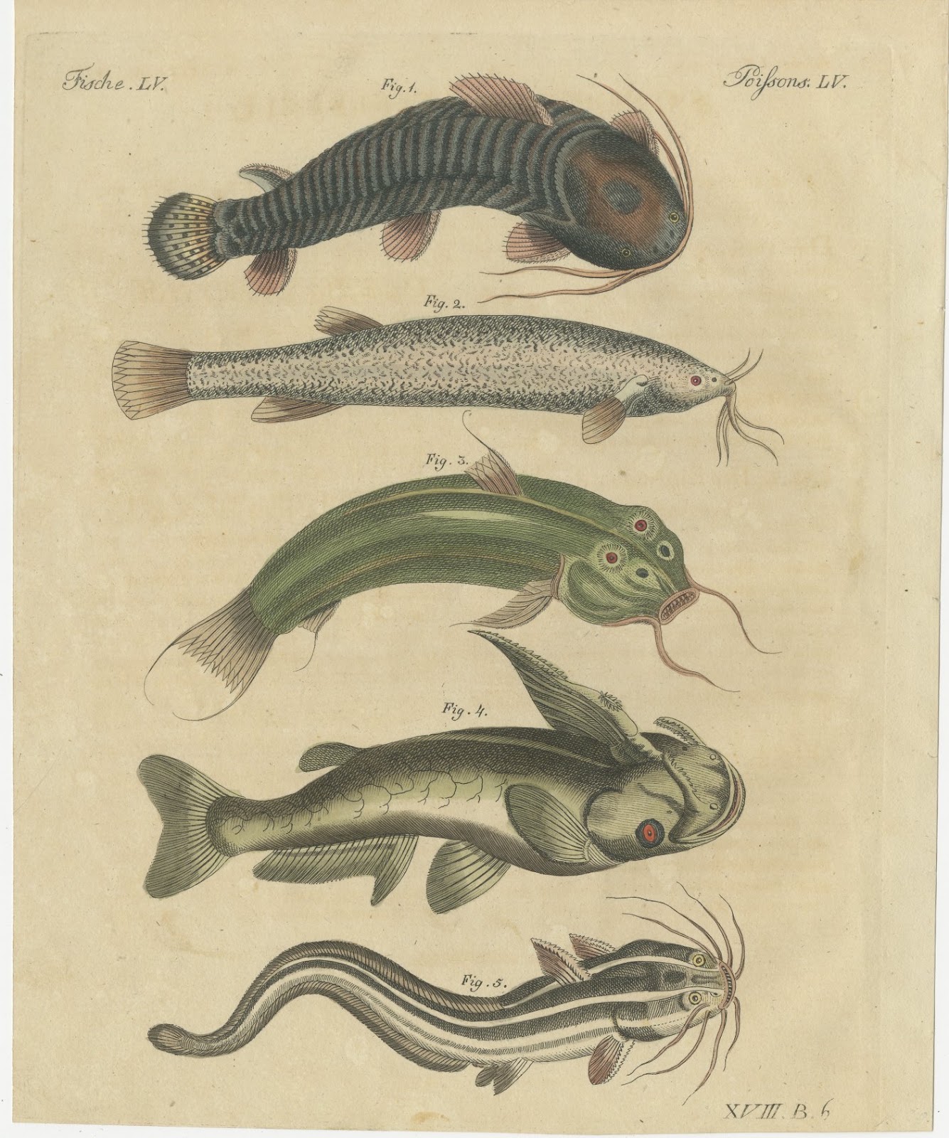 Five Catfish with Long Barbels, Antique Bertuch Print, circa 1815, view 3